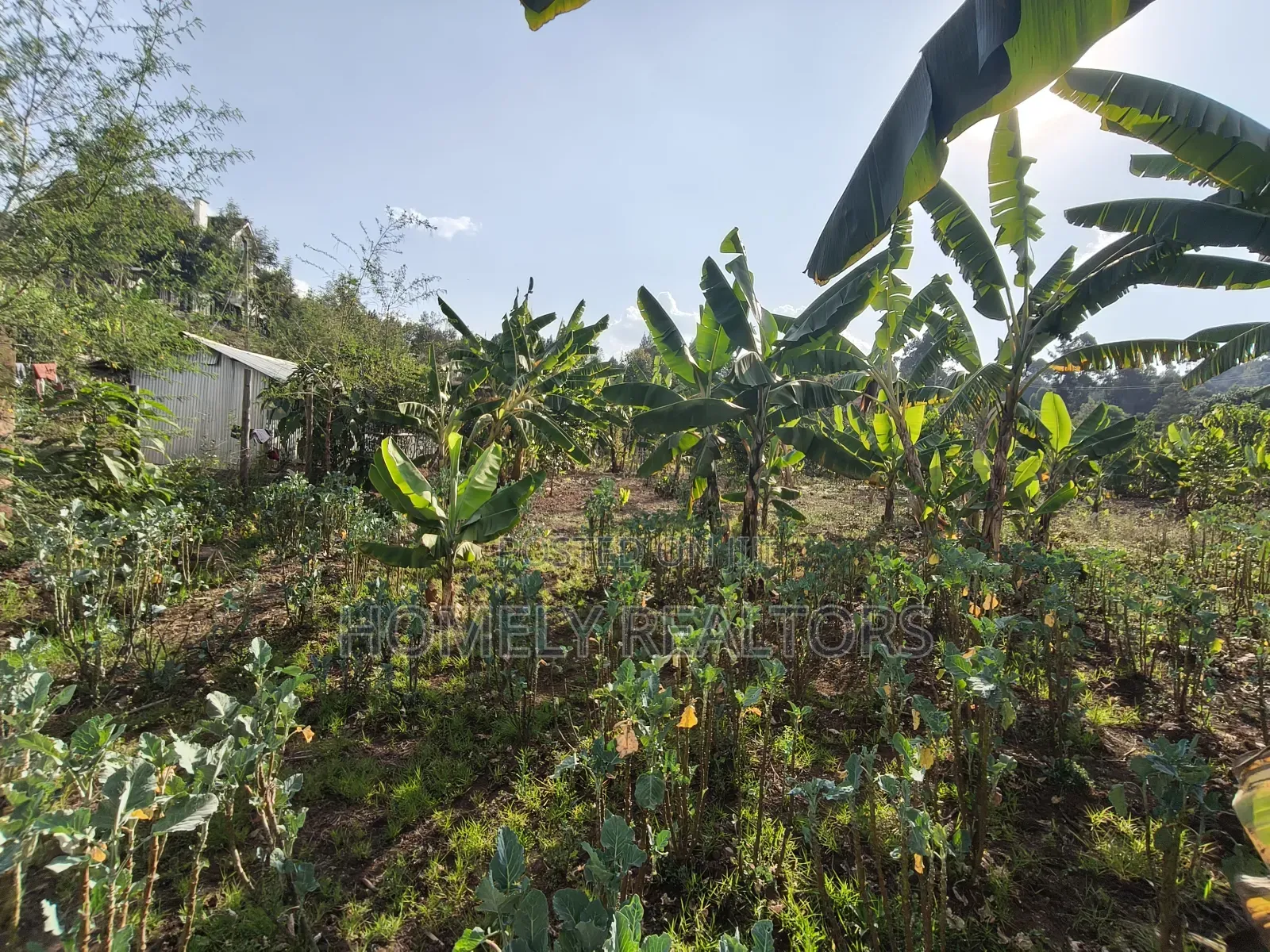 Residential Quarter Acre Plot in Kerarapon Drive, Ngong. Red Soil. in Kerarapon