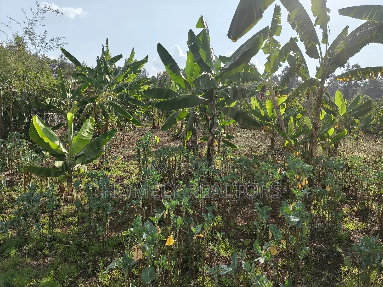 Residential Quarter Acre Plot in Kerarapon Drive, Ngong. Red Soil. in Kerarapon