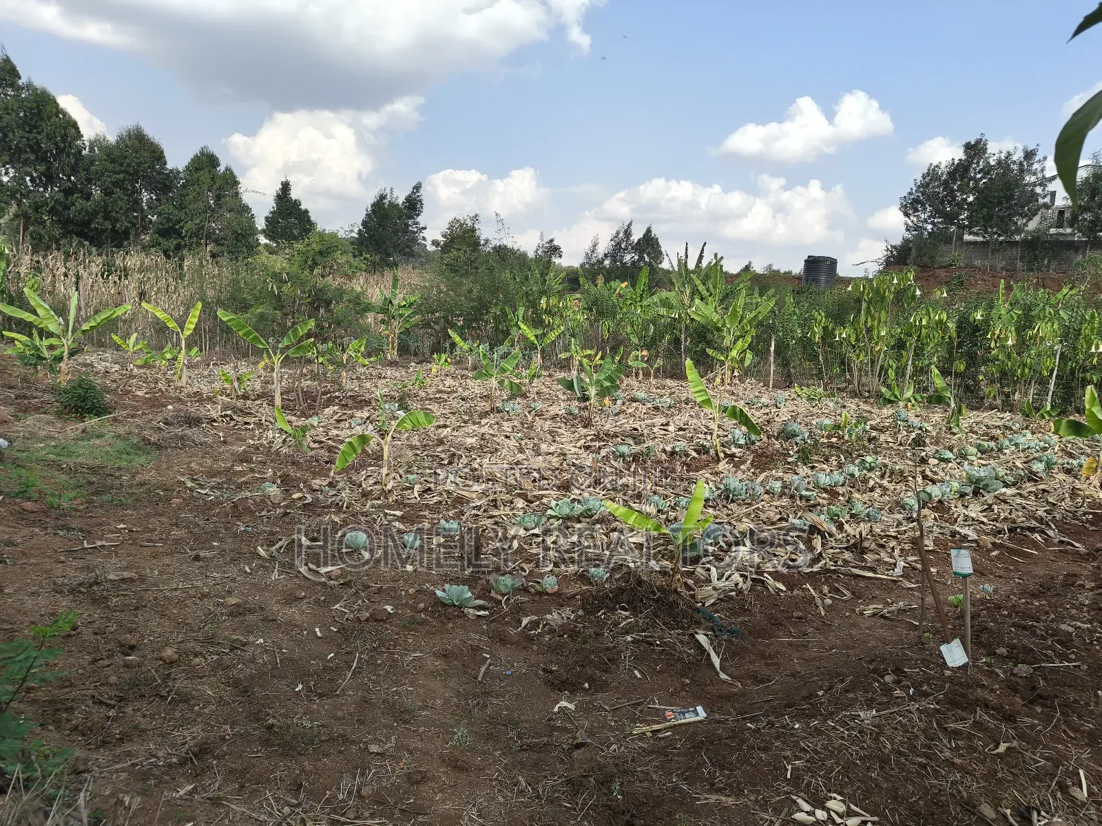 Quarter Acre Red Soil Plots in Kerarapon Drive, Ngong for Sale in Kerarapon