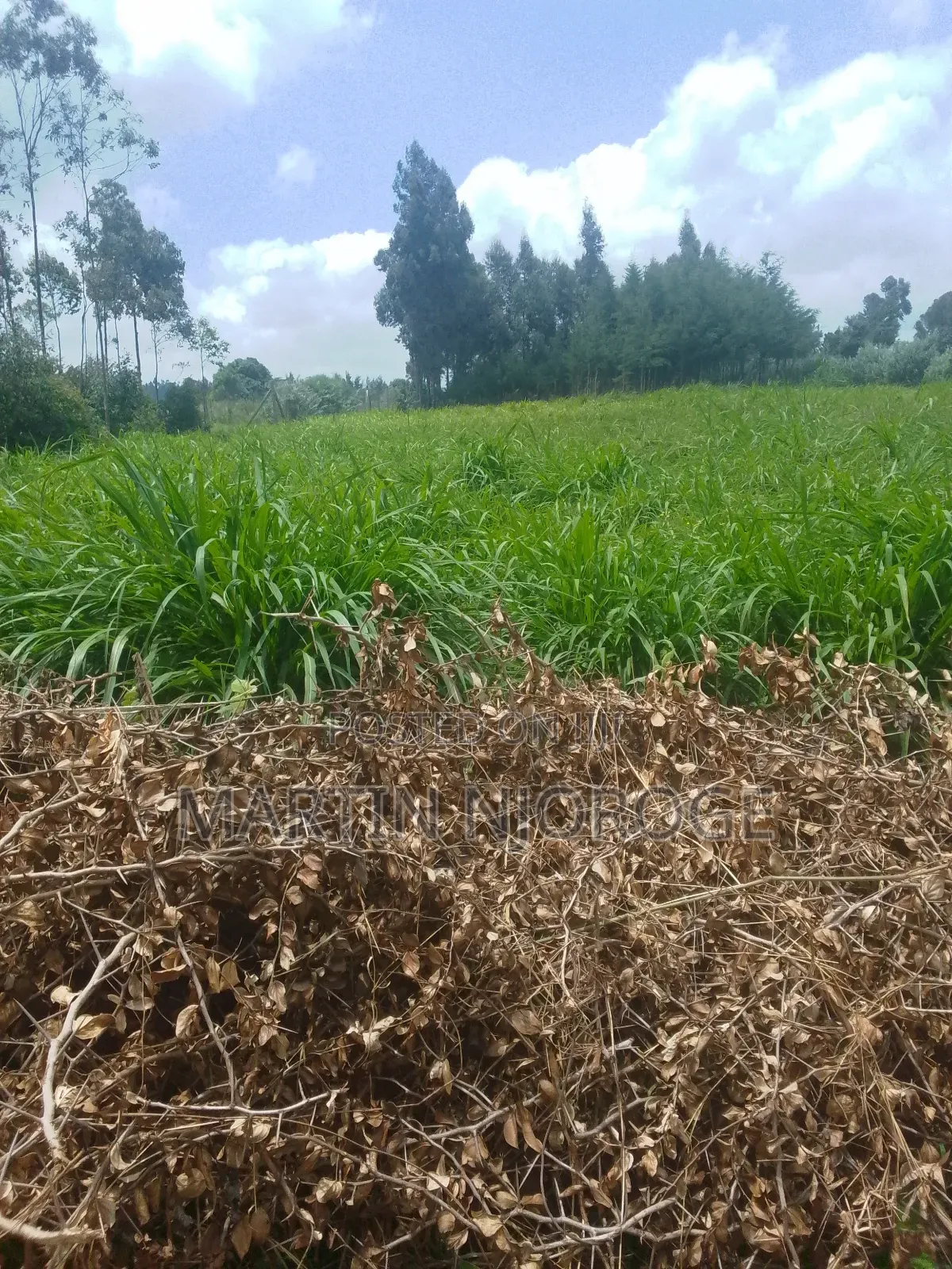 1⁄4( 100 by 100) Uplands in Lari/Kirenga