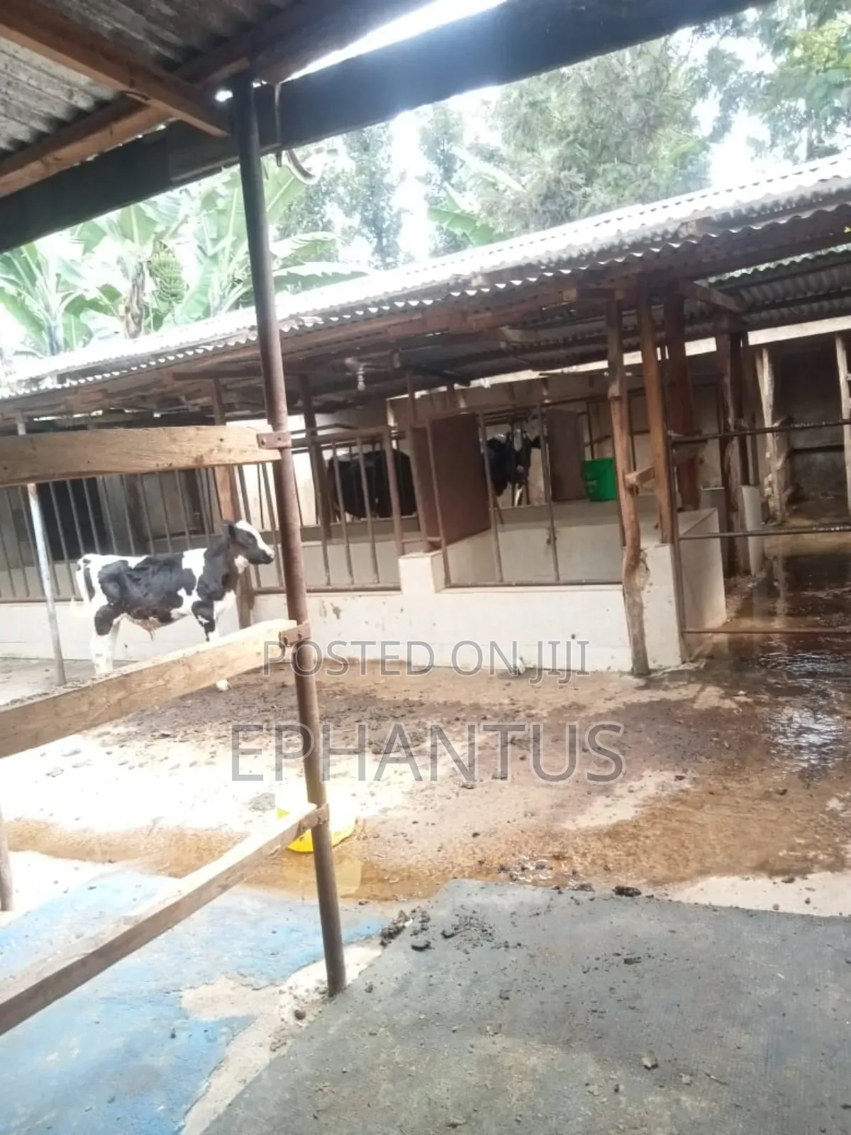 4bdrm Farm House in Kerugoya for sale in Kerugoya