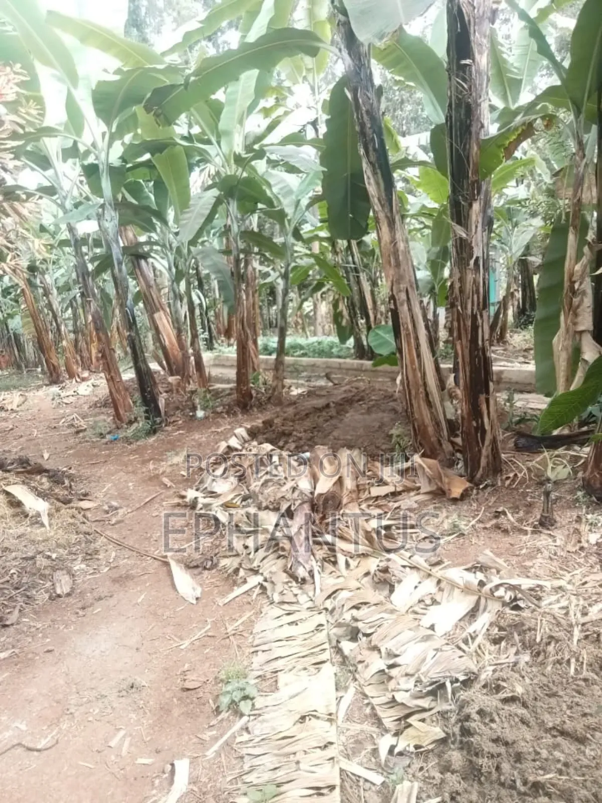 4bdrm Farm House in Kerugoya for sale in Kerugoya