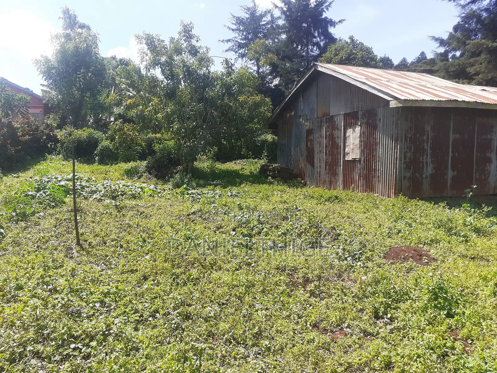 Quarter Acre 100 by 100 Plot on Sale in Rironi Chunga Mali Near Tilisi in Tigoni