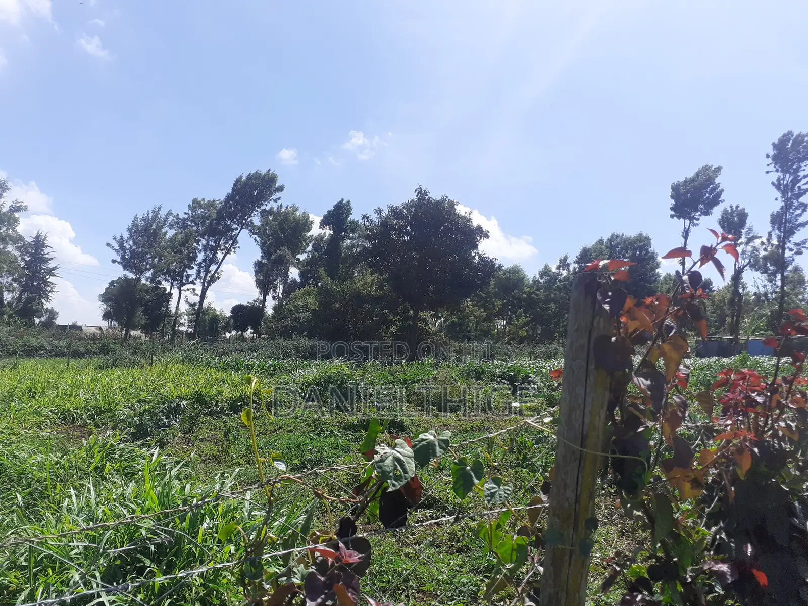 Quarter Acre 100 by 100 Plot on Sale in Rironi Chunga Mali Near Tilisi in Tigoni