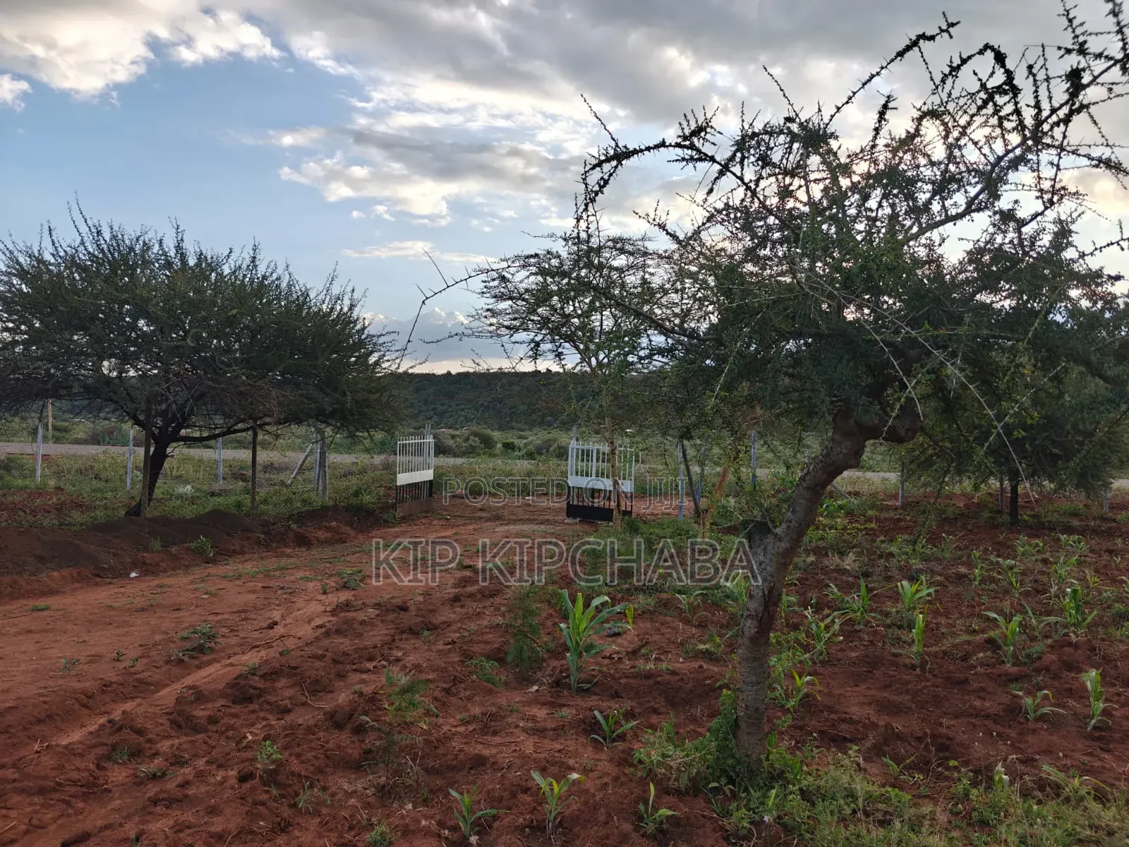 Plots for Sale in Ngong Maroroi Near Suswa Kajiado Near Kiambu Border in Ngong