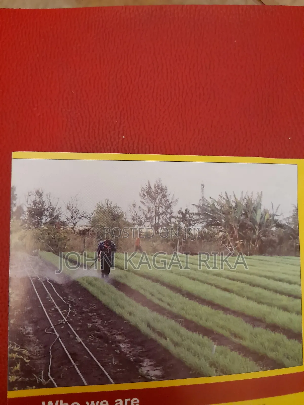 Prime Plots in Kisaju