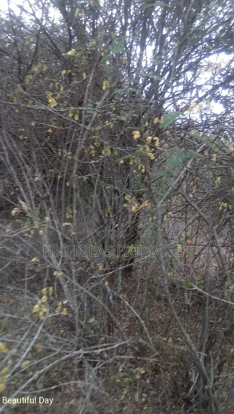 100 Acres Kitui Kanziku Selling at .Pee Acre in Mutomo