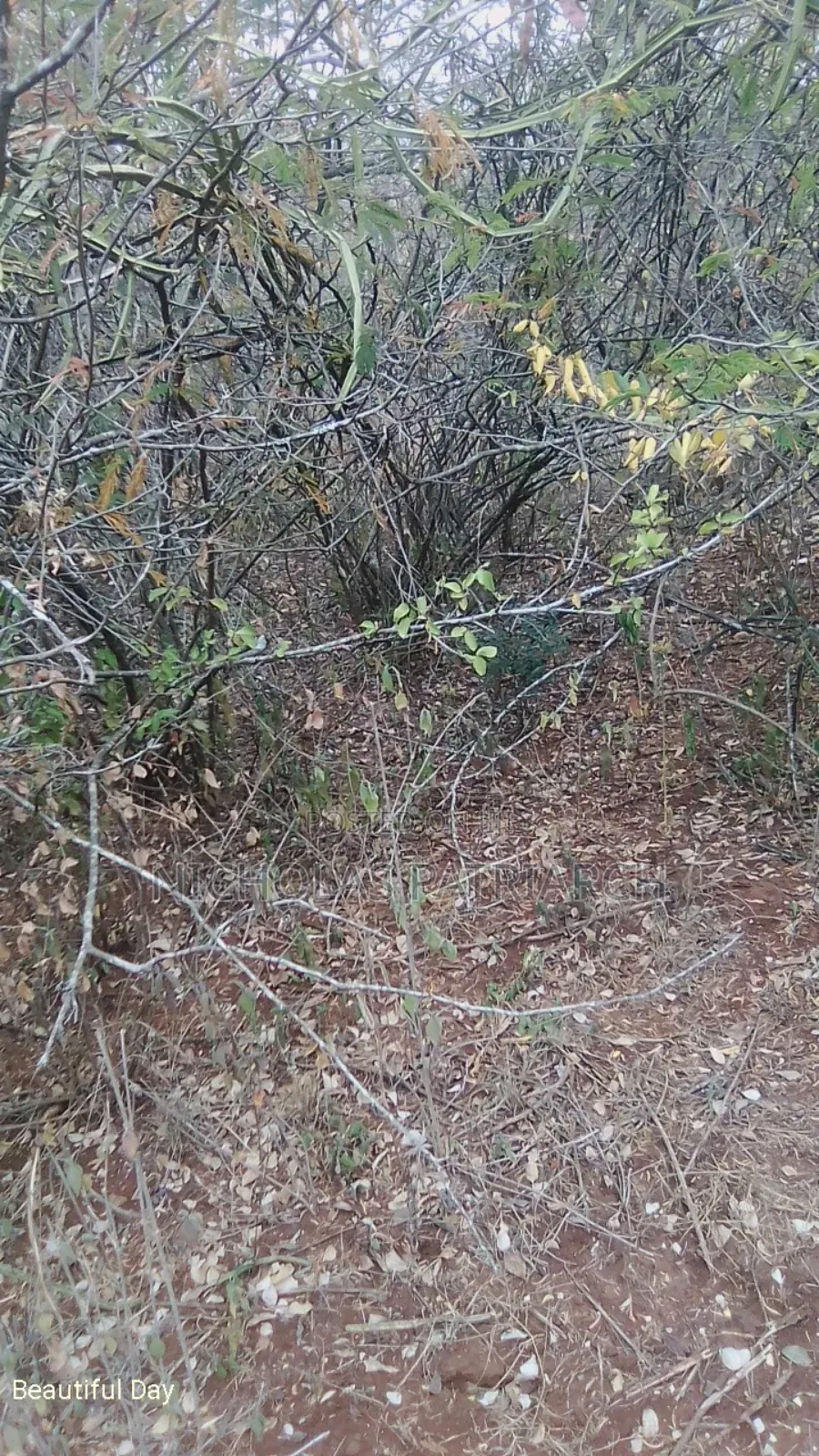 100 Acres Kitui Kanziku Selling at .Pee Acre in Mutomo