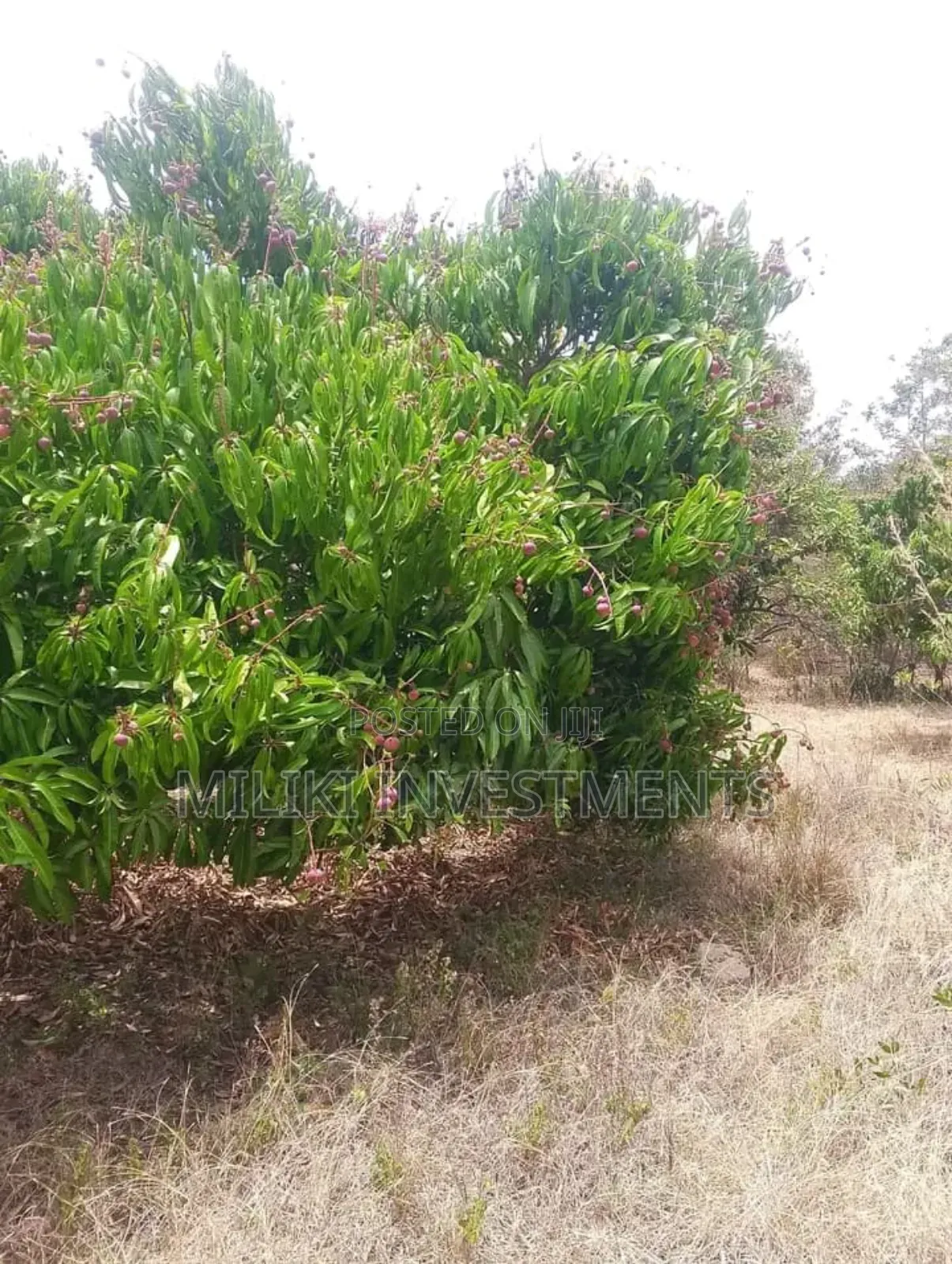 2 Acres Land O N Sale at Makuyu -Mithiini in Makuyu