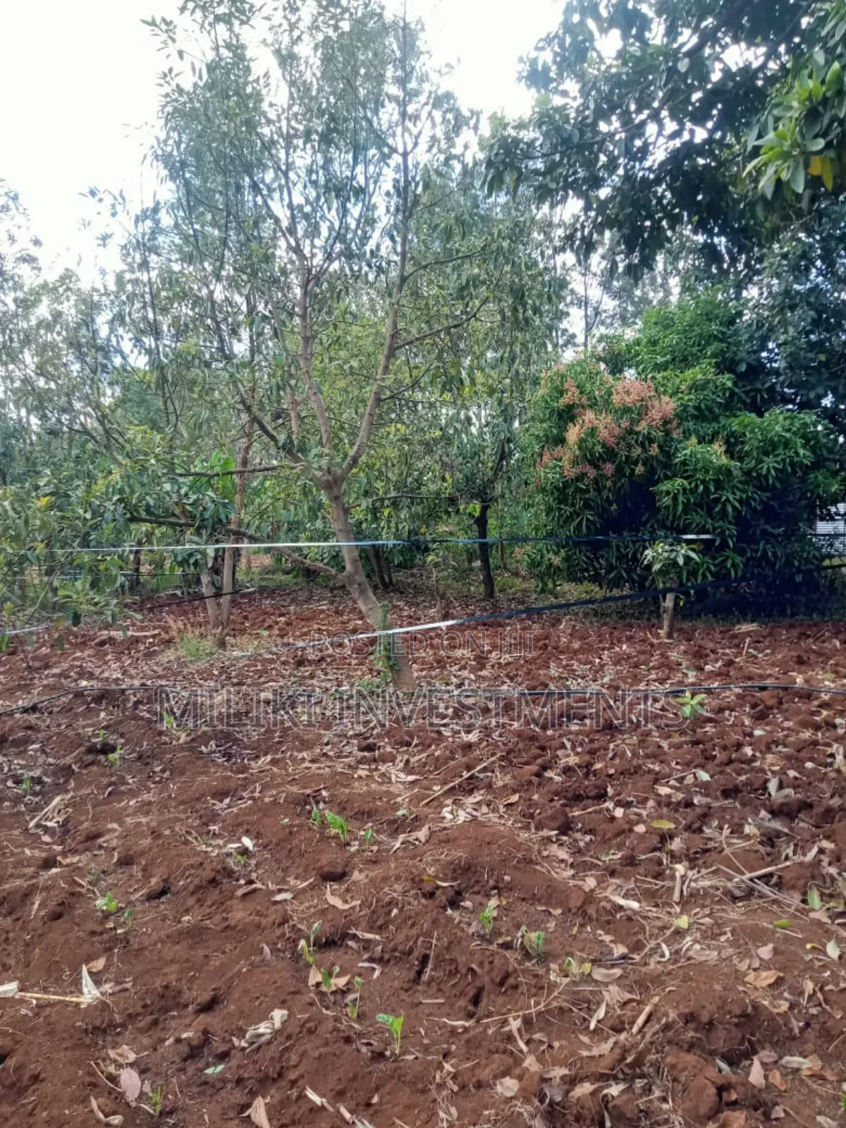 One Acre Land on at Summary -Maragua in Ichagaki