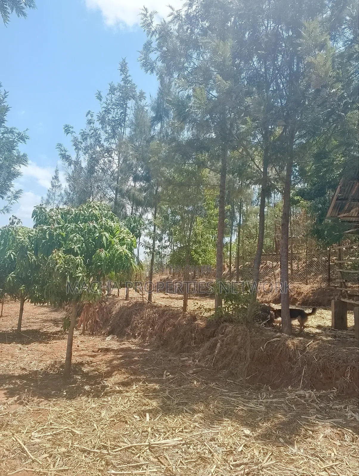 Furnished 3bdrm Bungalow in Machakos, Masii for sale in Masii