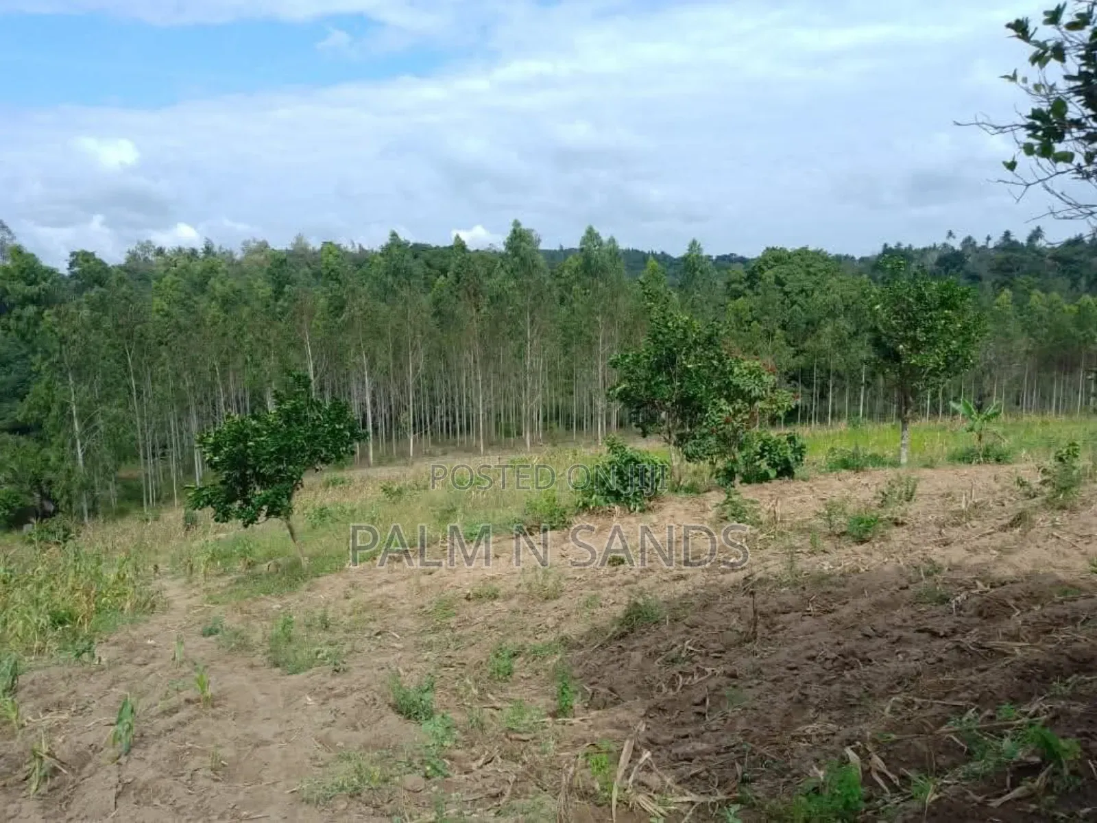 31 Acres in Shimba Hills on Sale in Diani