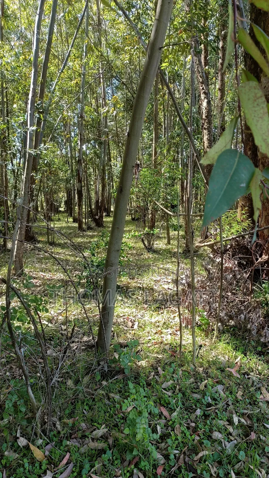 Eldoret Outspan 1⁄2 Acre Best for Residential Purposes in Wareng