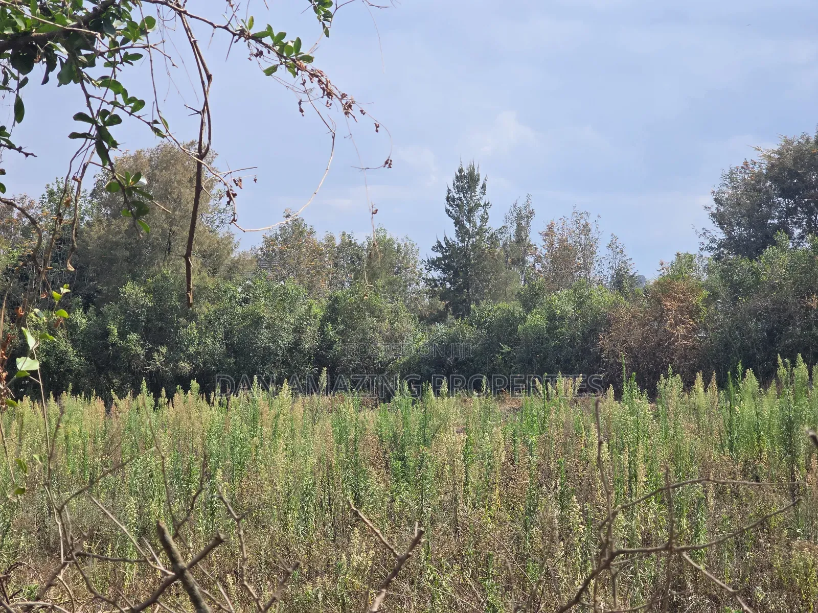 50 by 100 Pieces of Land in Matasia Memusi for Sale in Matasia