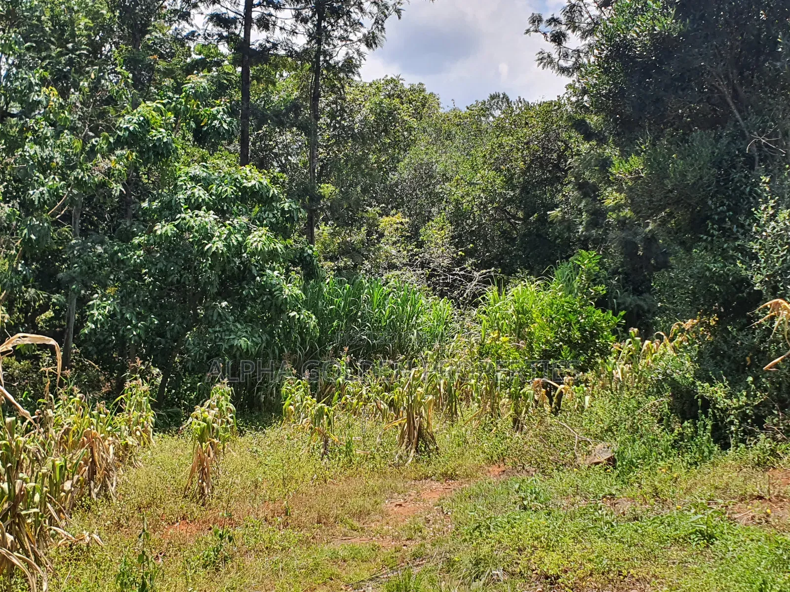 2 Acres in Nyariginu Fronting River in Nanyuki