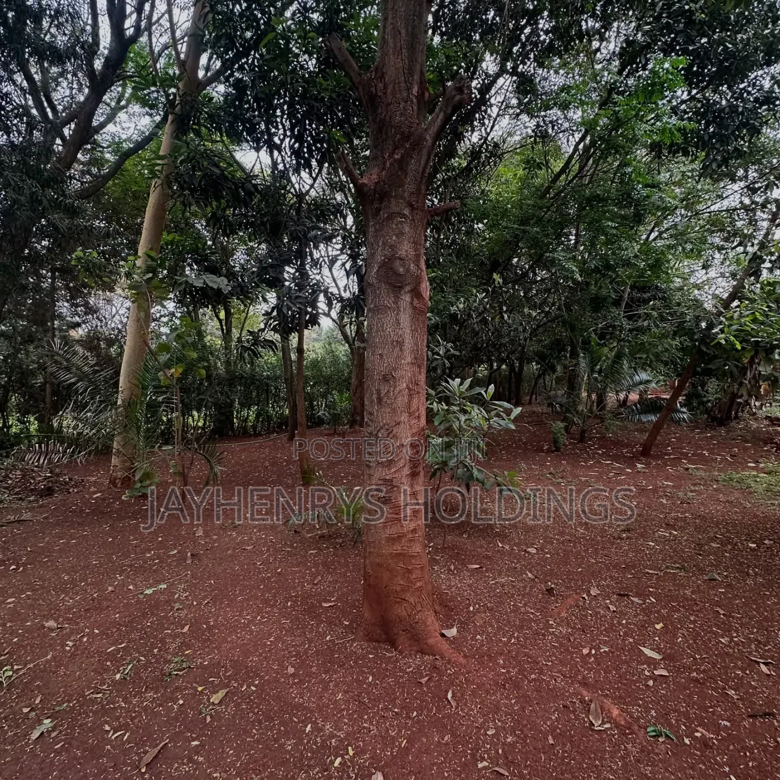 Half Acre Plot for Sale in Njathaini Road,Off Kiambu Rd at Kes 30m in Kiambu / Kiambu 