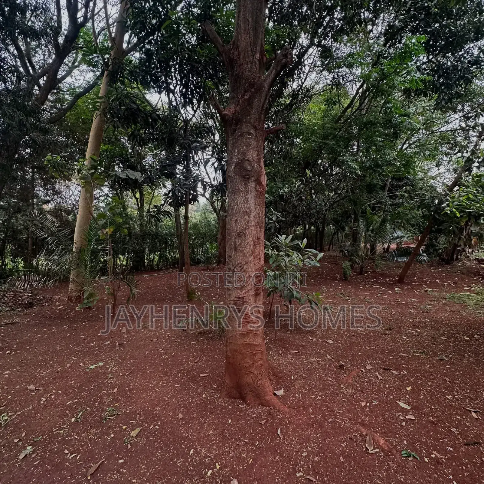 Half Acre Plot for Sale in Njathaini Road,Off Kiambu Rd at Kes 30m in Kiambu / Kiambu