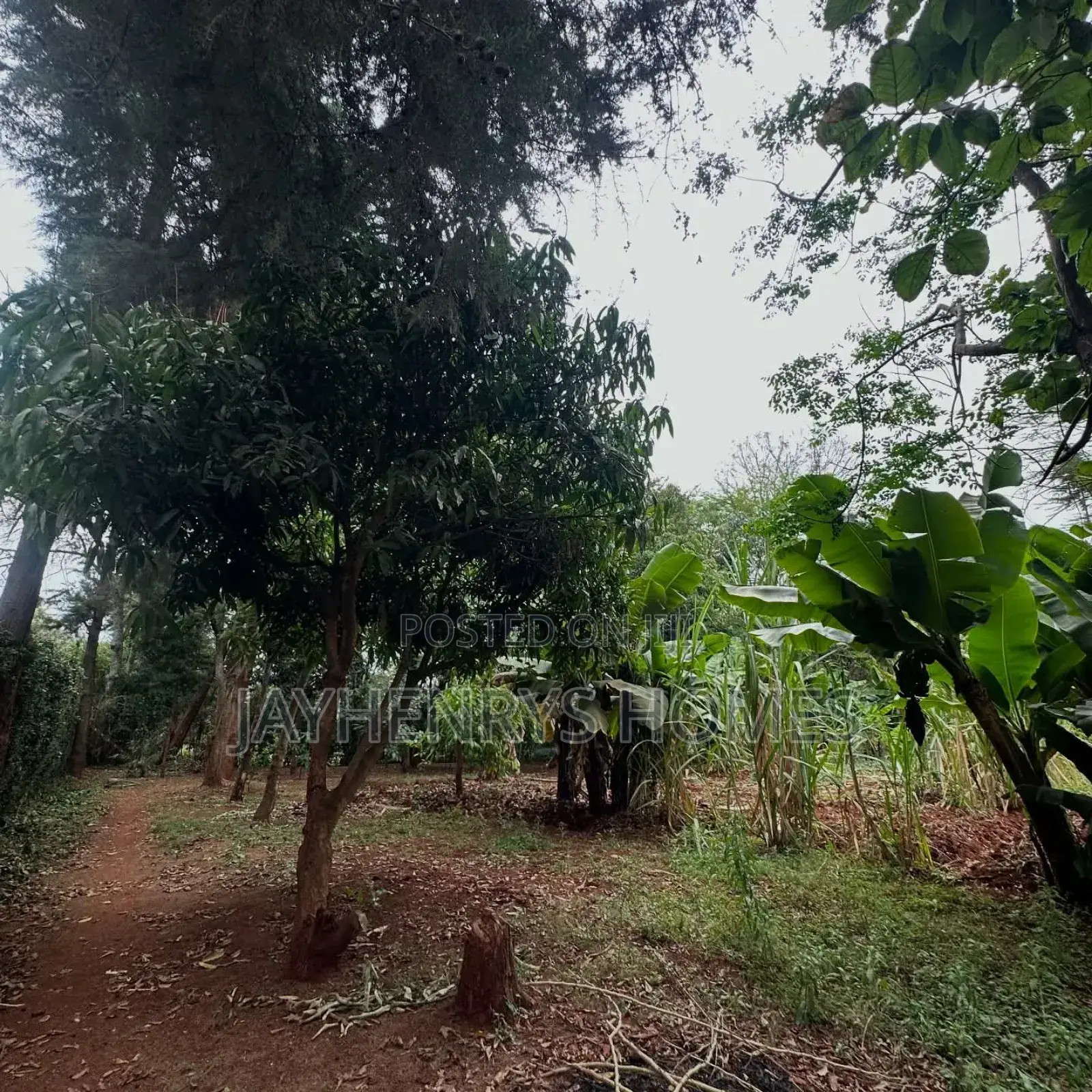 Half Acre Plot for Sale in Njathaini Road,Off Kiambu Rd at Kes 30m in Kiambu / Kiambu