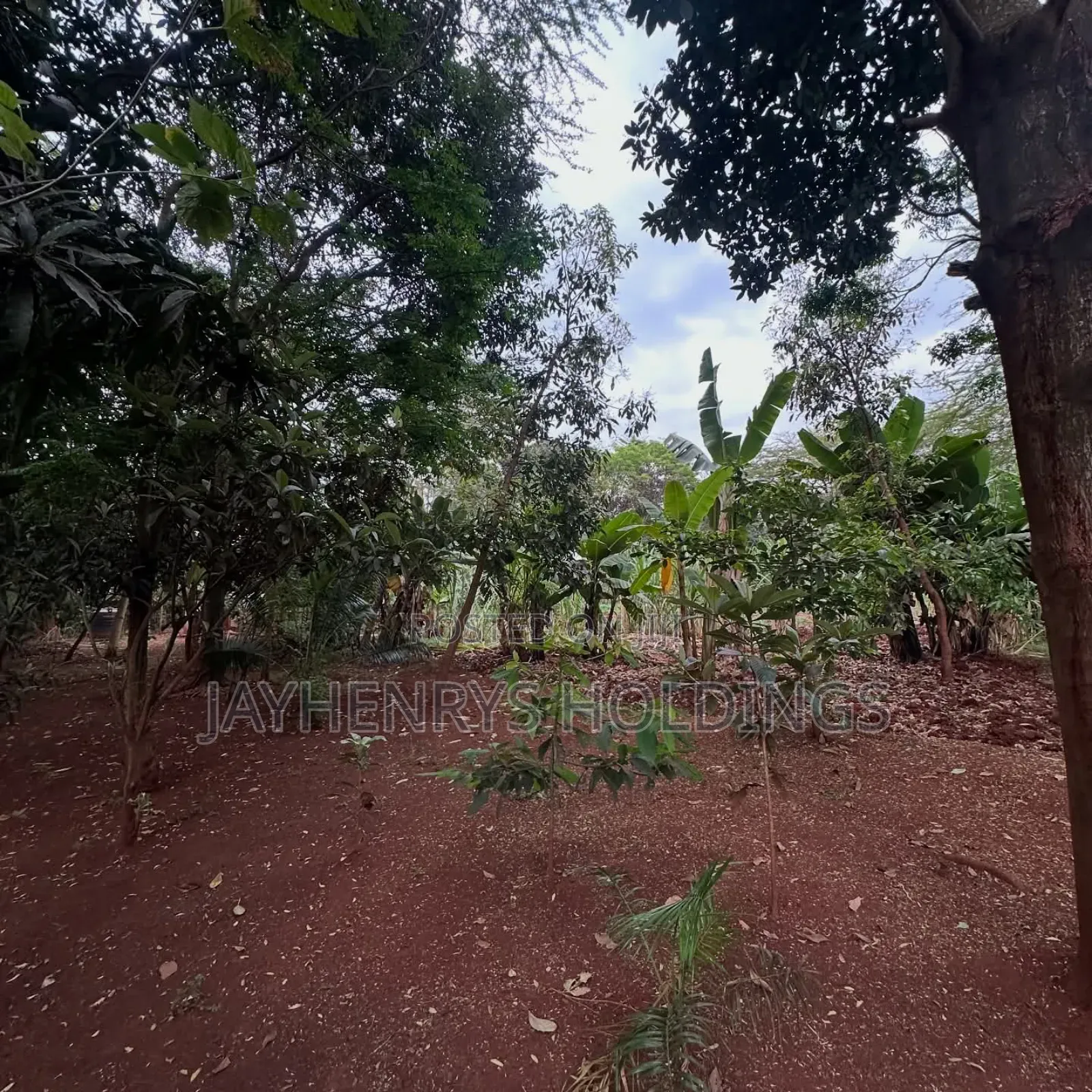 Half Acre Plot for Sale in Njathaini Road,Off Kiambu Rd at Kes 30m in Kiambu / Kiambu 
