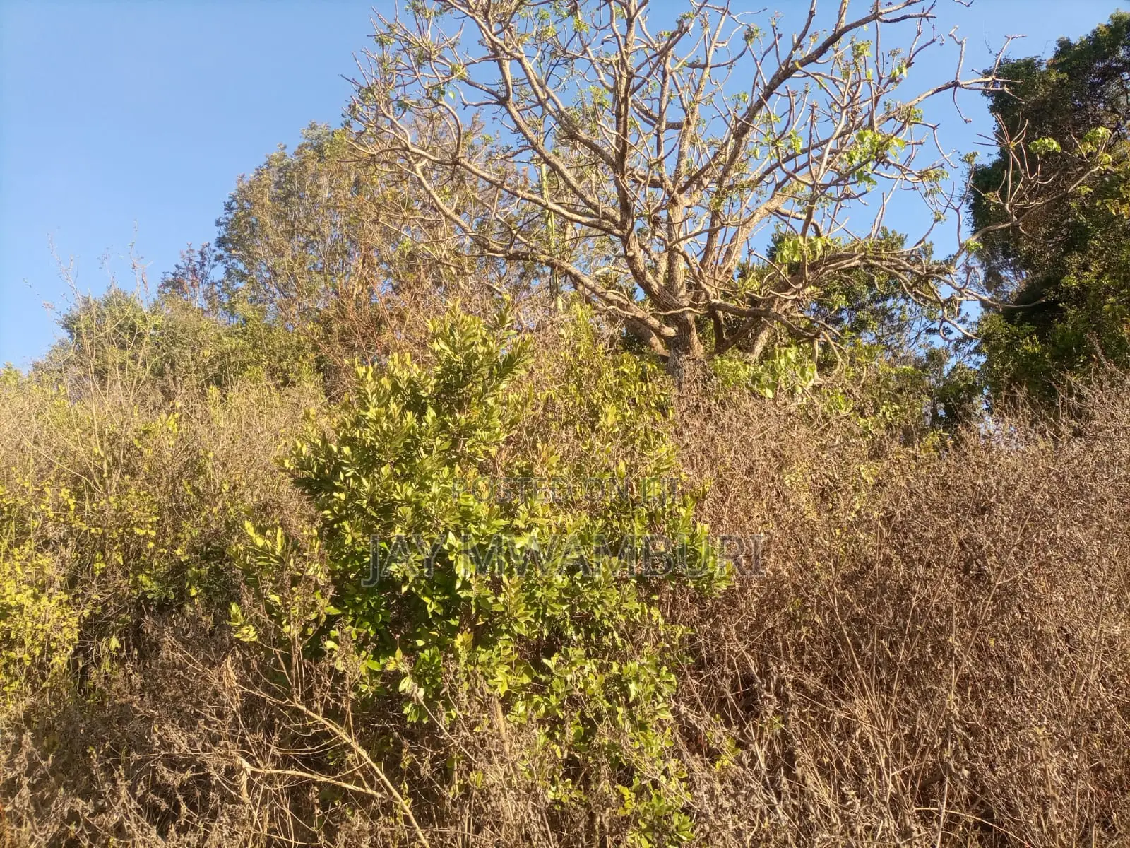 1 1/2 Acre Land Mua Hills in Mua Hills