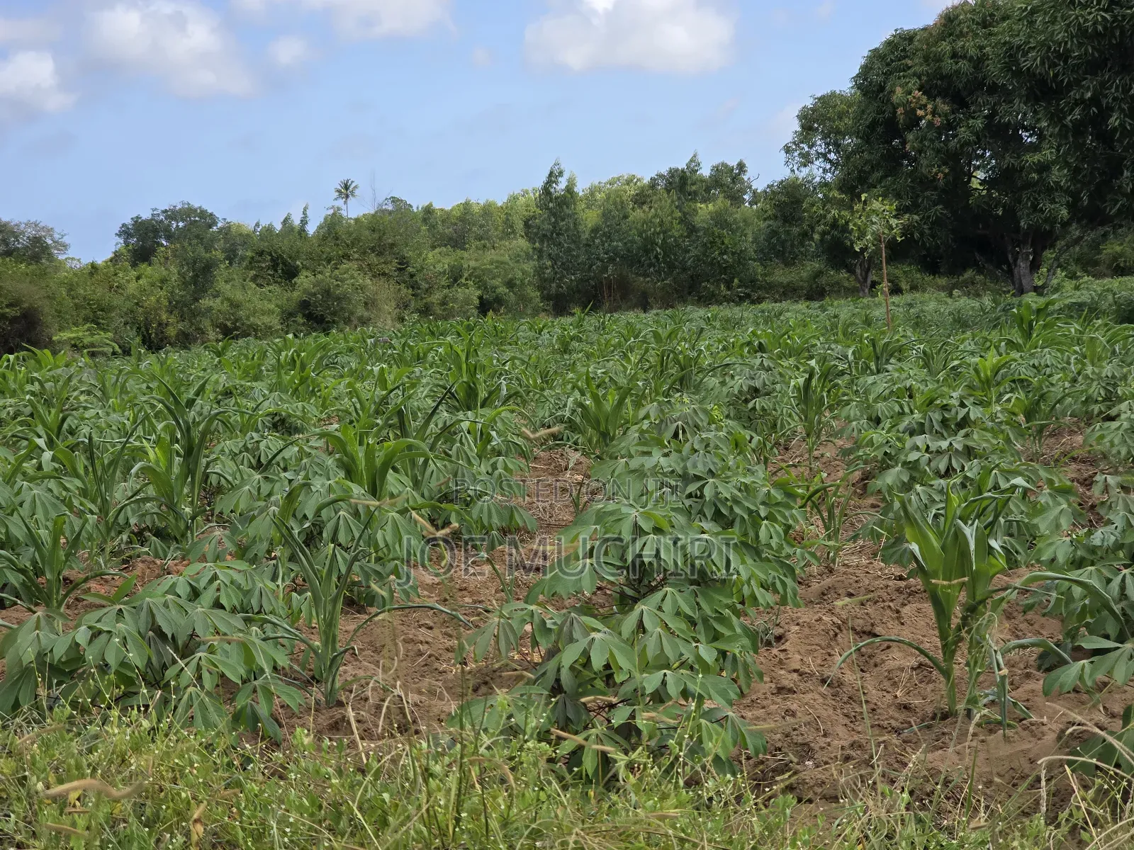 Malindi Affordable Acres for Farming in Malindi