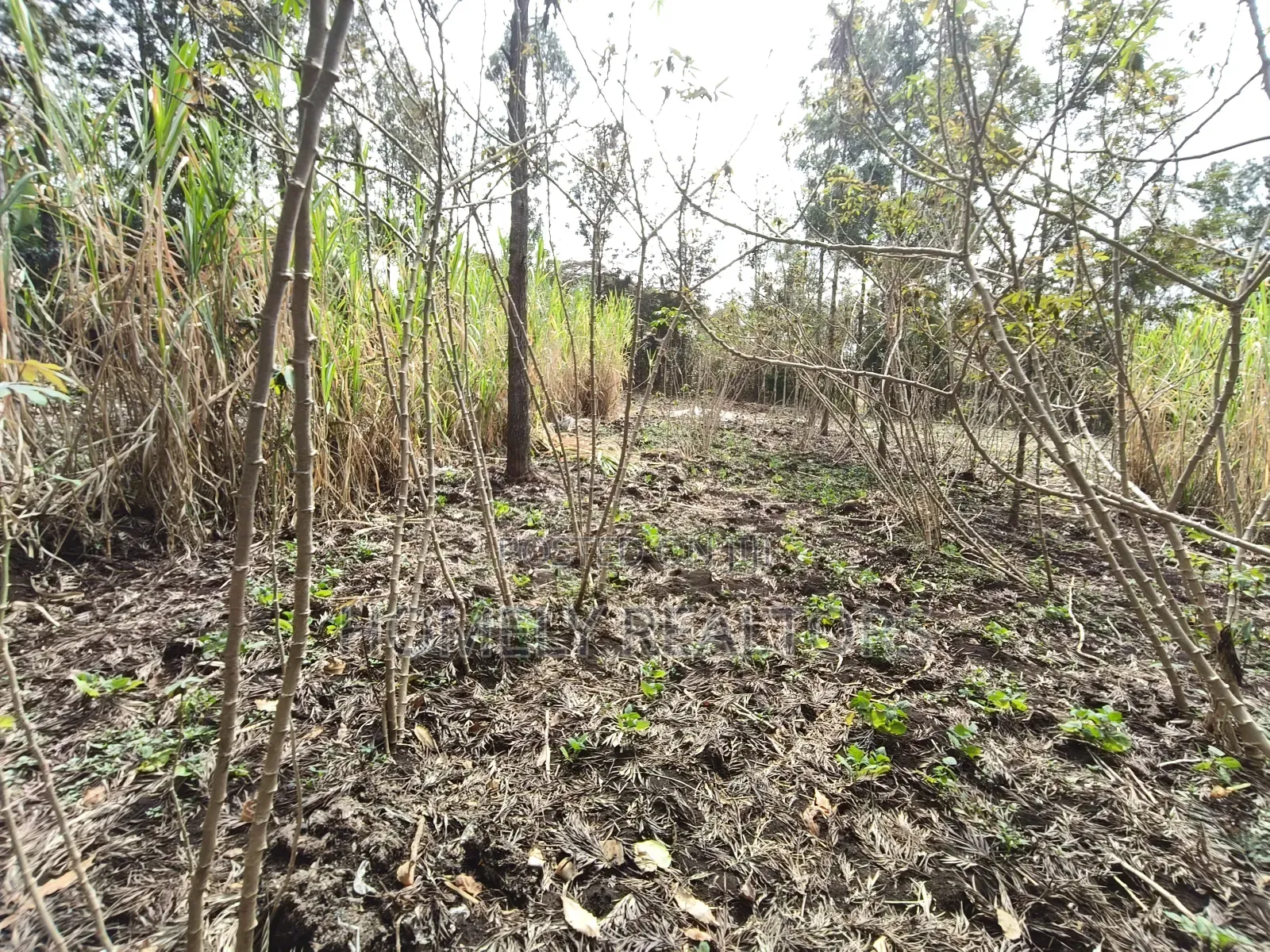 Quarter Acre Plot for Sale in Ngong, Matasia Merisho Naer Tarmac in Ngong