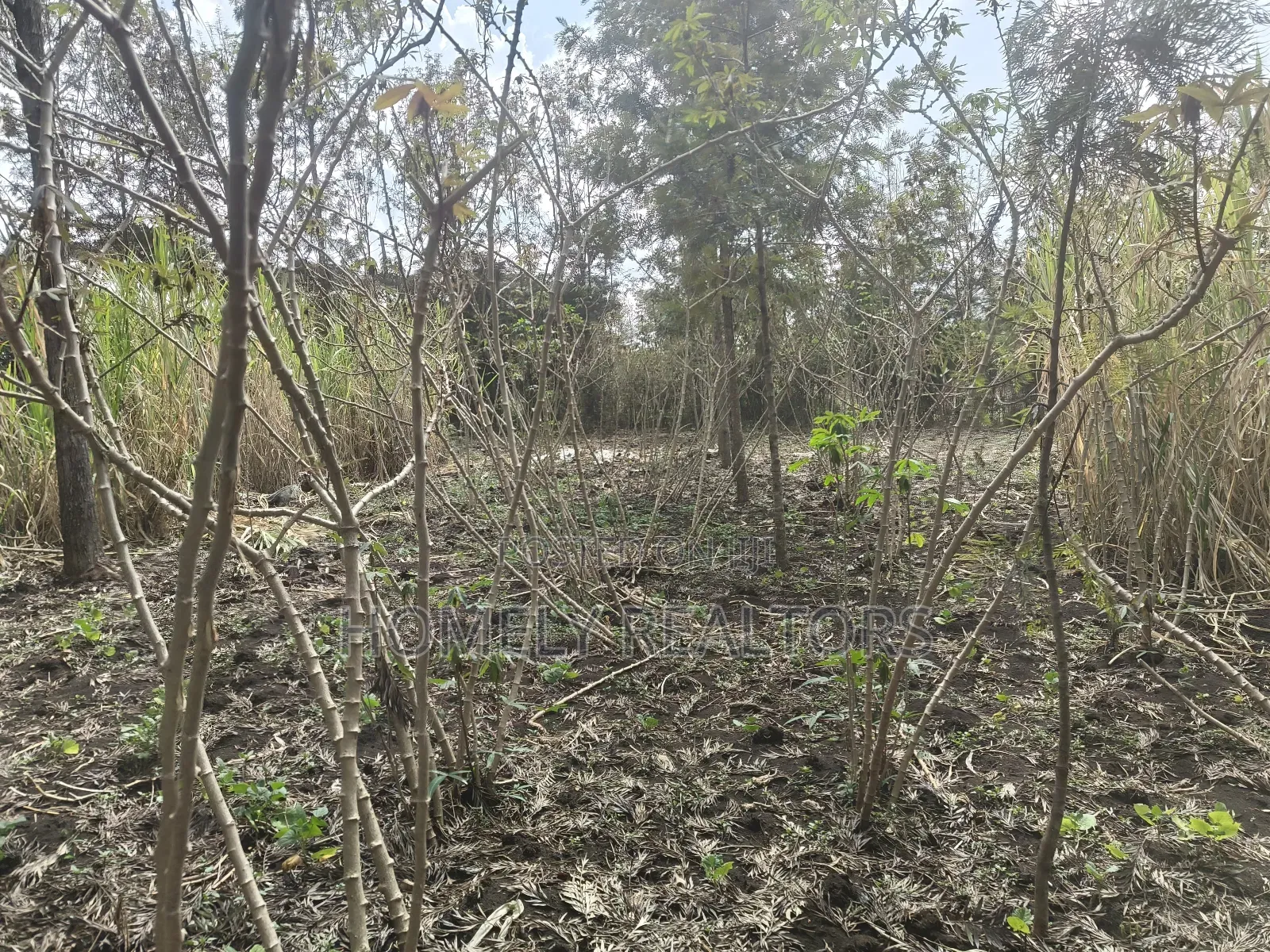 Quarter Acre Plot for Sale in Ngong, Matasia Merisho Naer Tarmac in Ngong