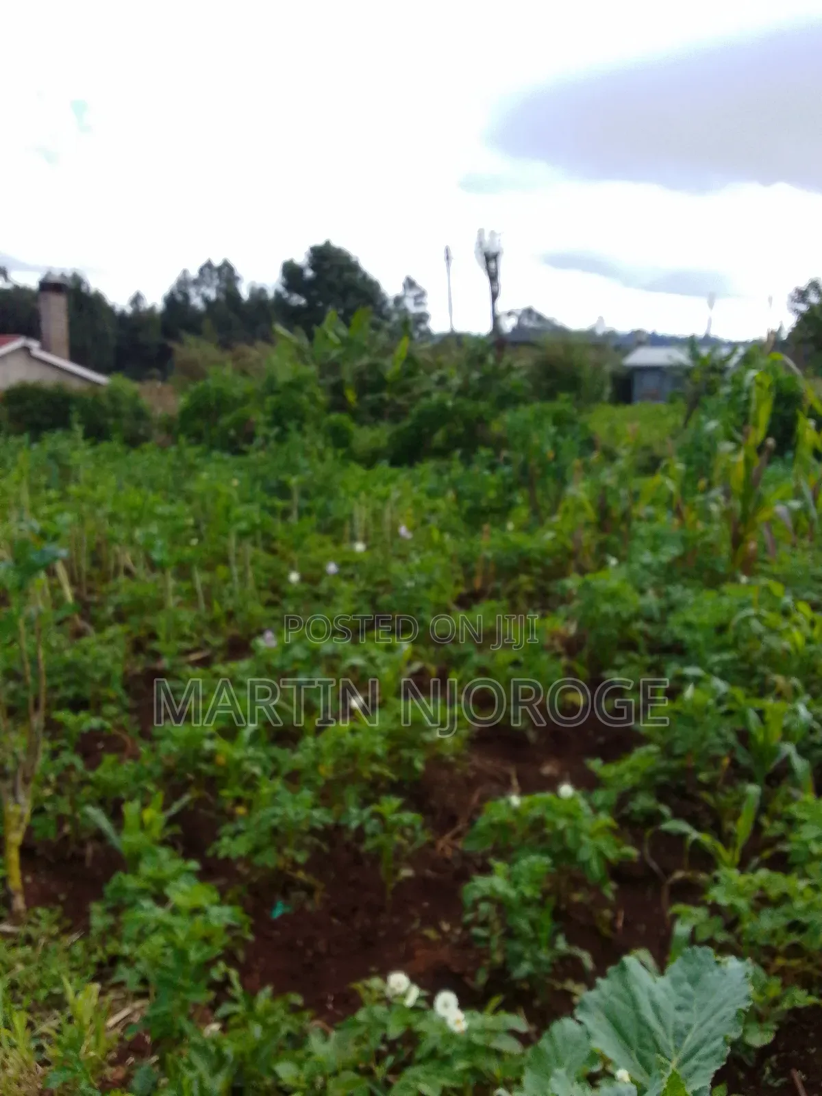 50 by 100 Raini Njeke( Juvenalis) in Lari/Kirenga