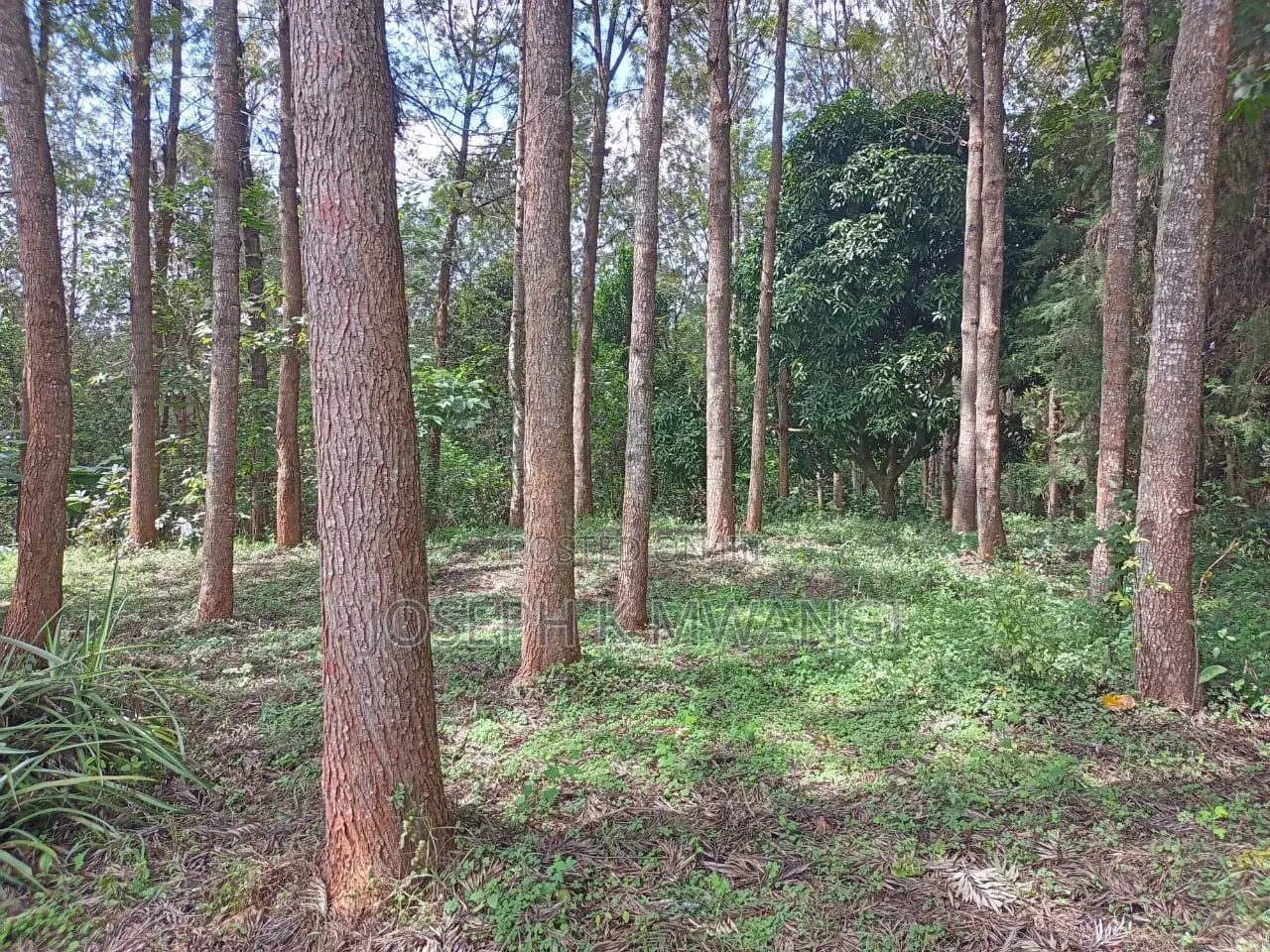 Meru 2.5 Acs Near Abothuguchi Sec Sch. Ideal for Coffee, Avocado,Damia in Abothuguchi Central