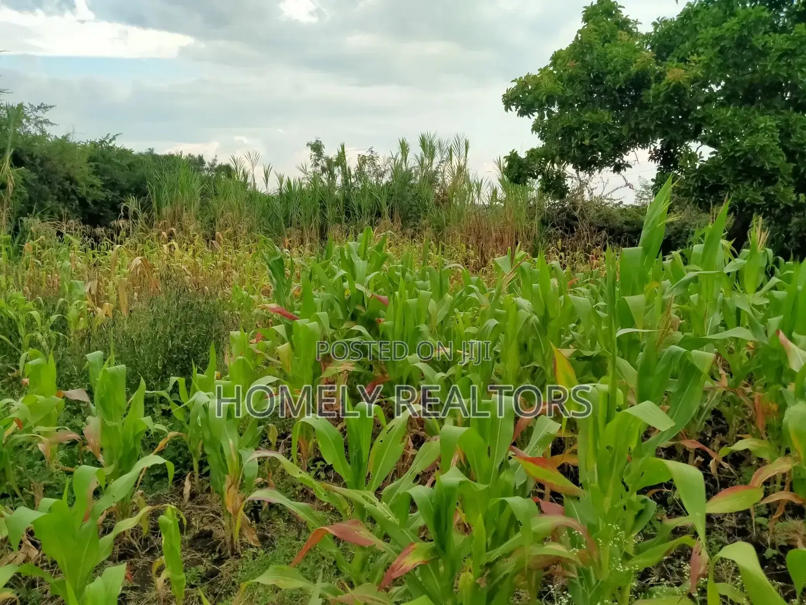 Eighth Acre Plot for Sale in Ongata Rongai, Kandisi. in Kandisi