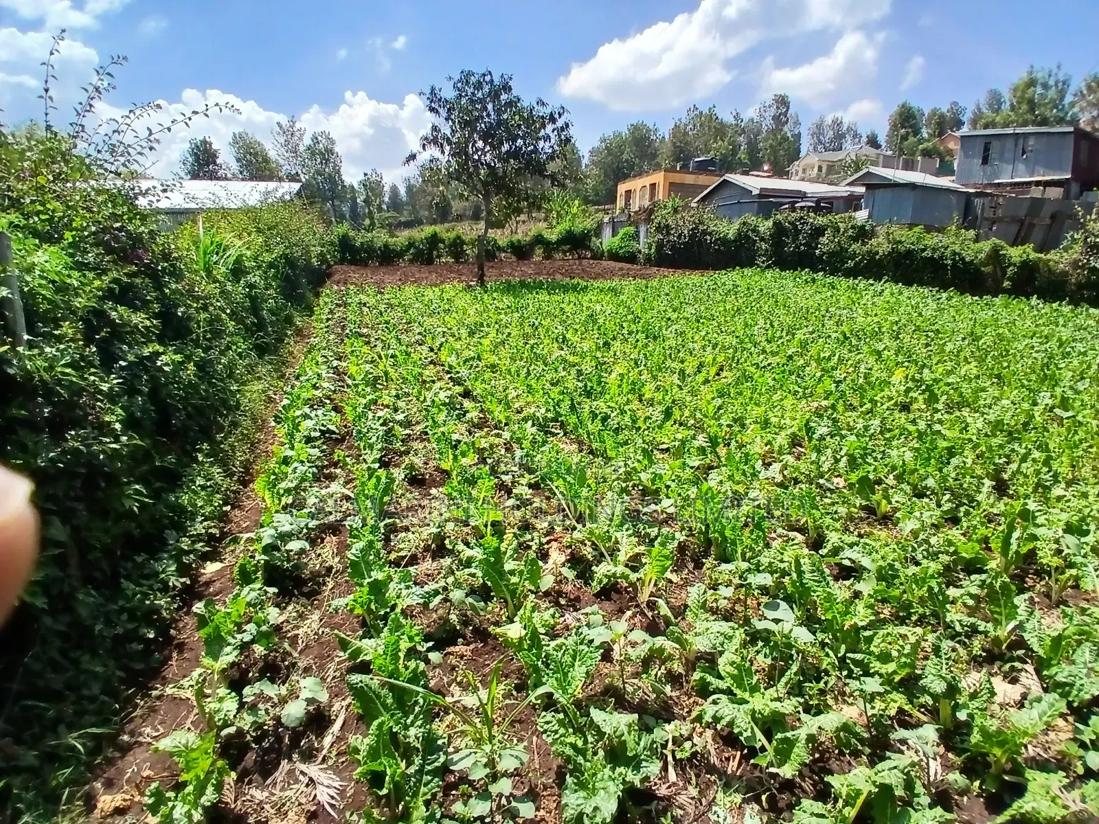 Deal Priced 50 by 100 Plot in Kaurrai, Upper Matasia in Matasia