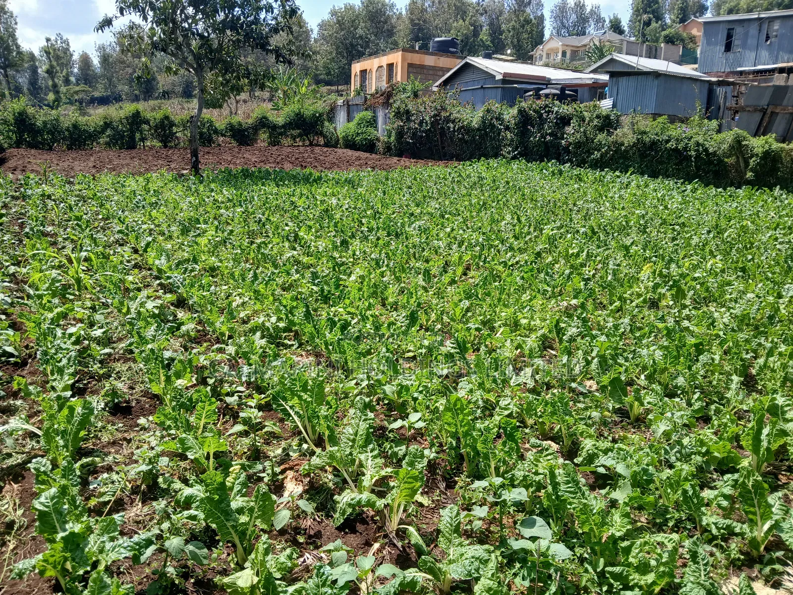 Deal Priced 50 by 100 Plot in Kaurrai, Upper Matasia in Matasia