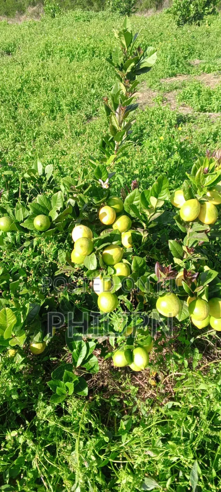 100 Acres Prime Horticultural Farm for Sale or Lease Narumoru, Kenya in Parklands/Highridge