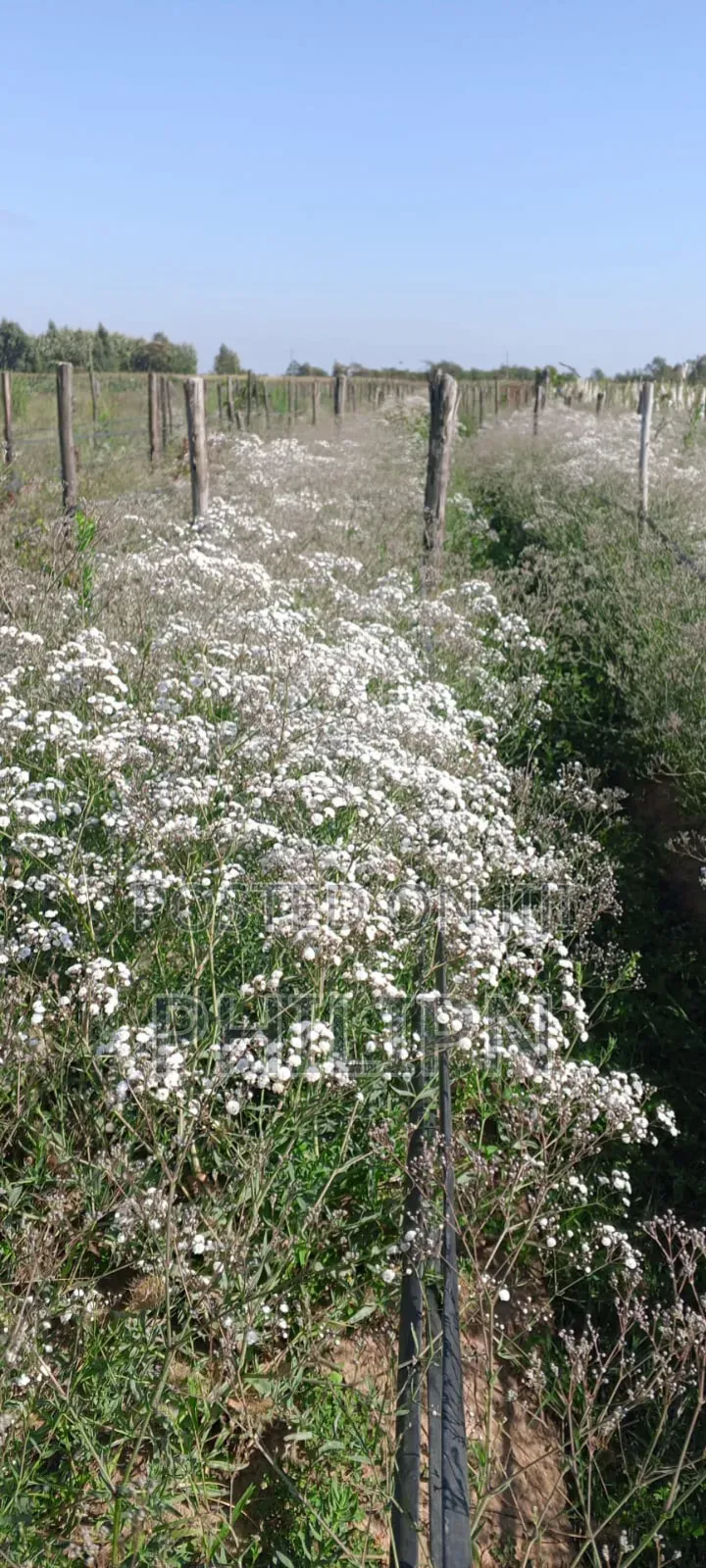 100 Acres Prime Horticultural Farm for Sale or Lease Narumoru, Kenya in Parklands/Highridge