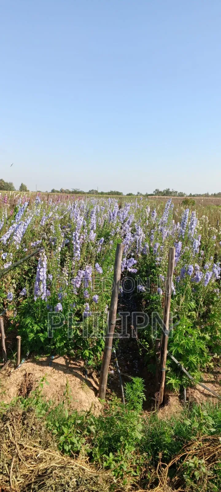 100 Acres Prime Horticultural Farm for Sale or Lease Narumoru, Kenya in Parklands/Highridge