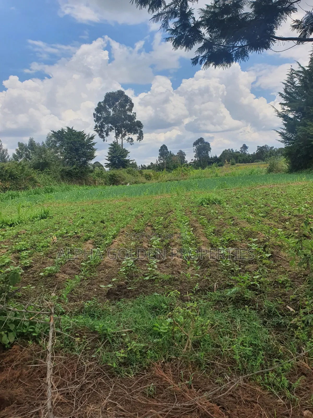 1 Acre in Nanyuki [ Kwahuku ] in Nanyuki