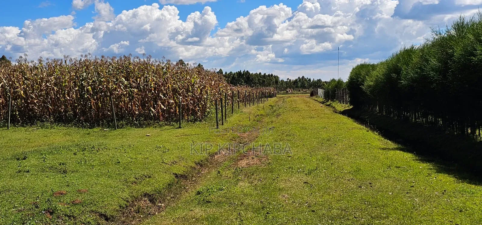 Prime Plots for Sale in Illula Centre in Illula