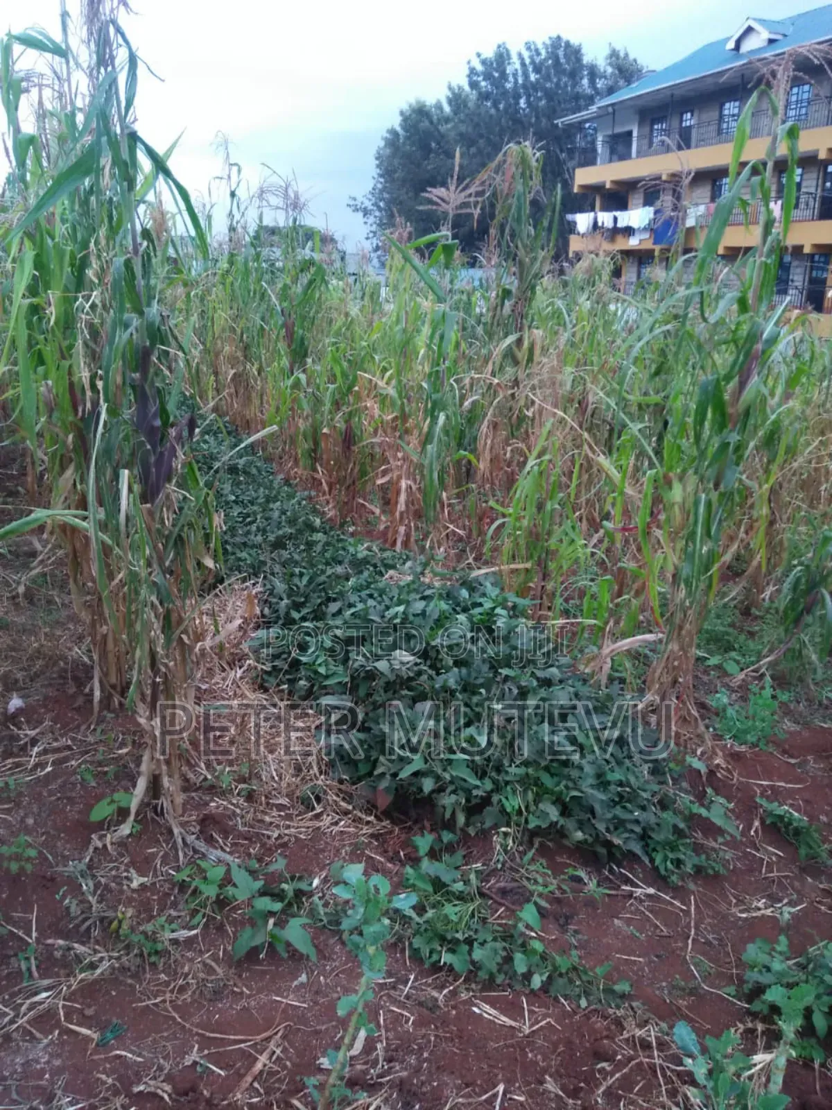 Land for Sale in Ngong Town in Oluulua