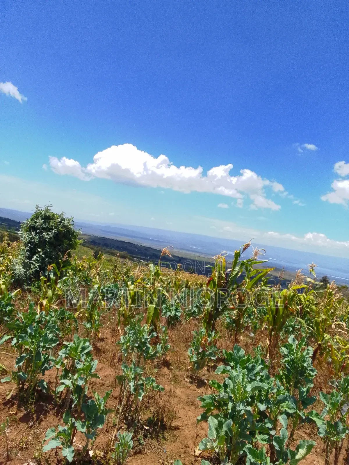 2.5 Acres Ihindu, Naivasha in Kinungi
