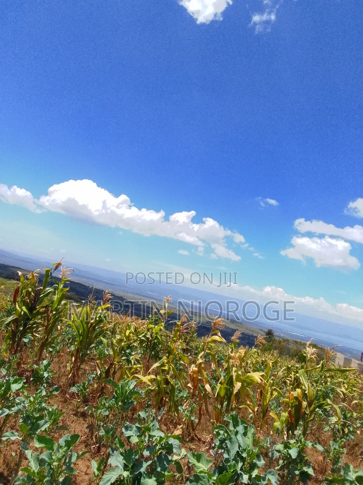 2.5 Acres Ihindu, Naivasha in Kinungi