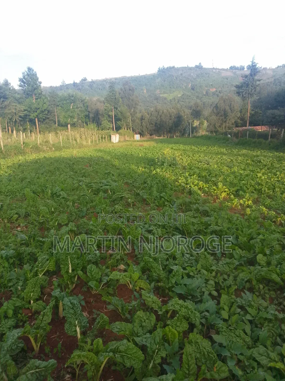 1.25 Acres Escarpment in Lari/Kirenga