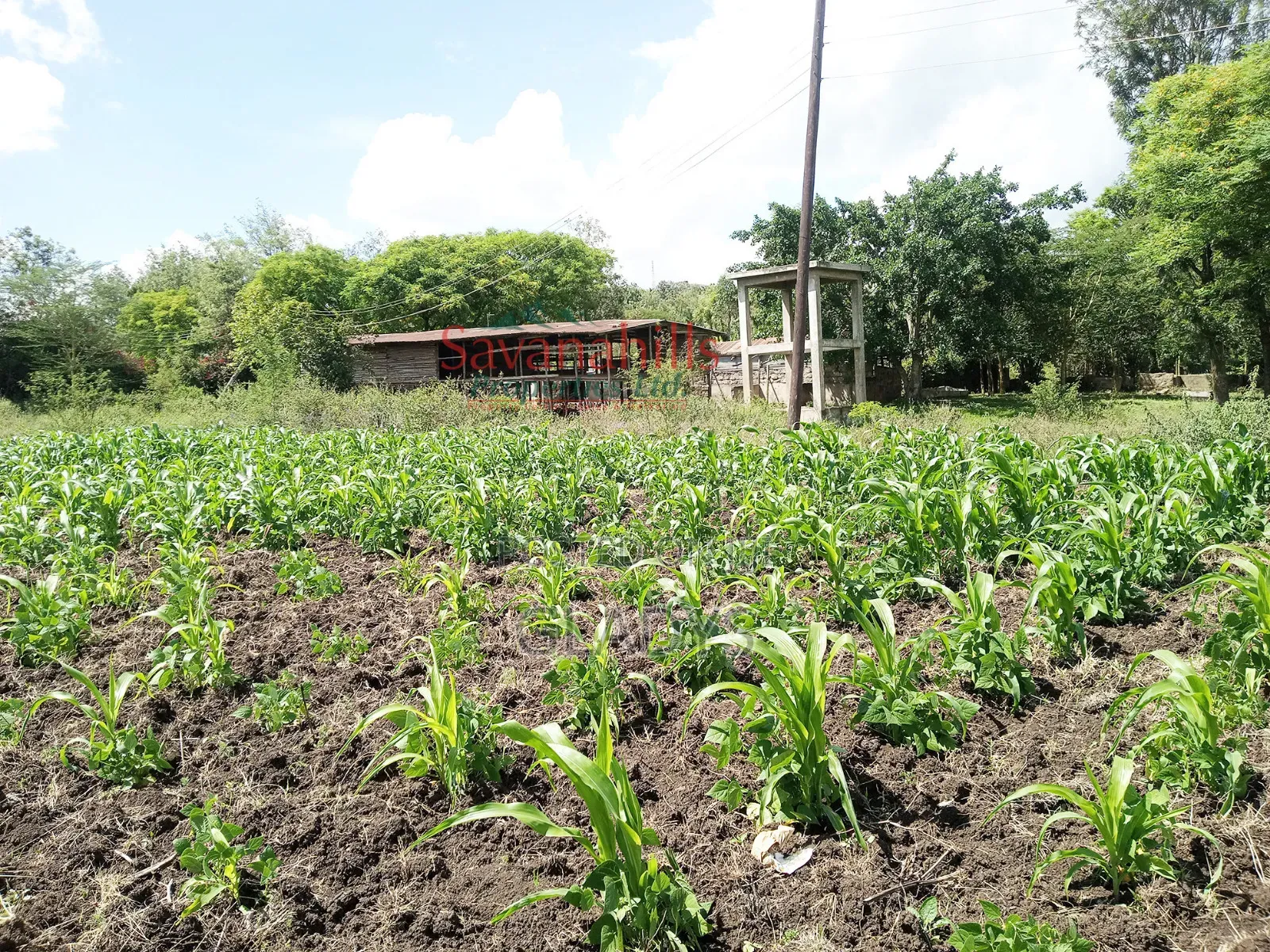 Zambia Eighth of an Acre 9plots in Woodley/Kenyatta Golf Course