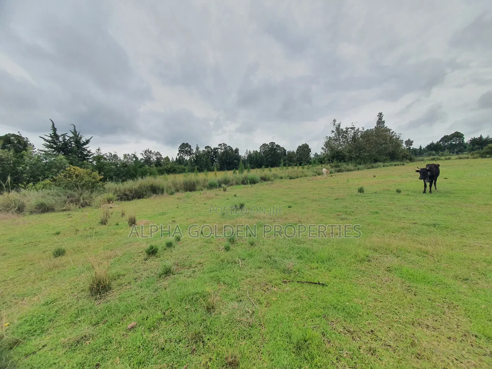 2 Acreas in Nanyuki [ Kwahuku ] in Nanyuki