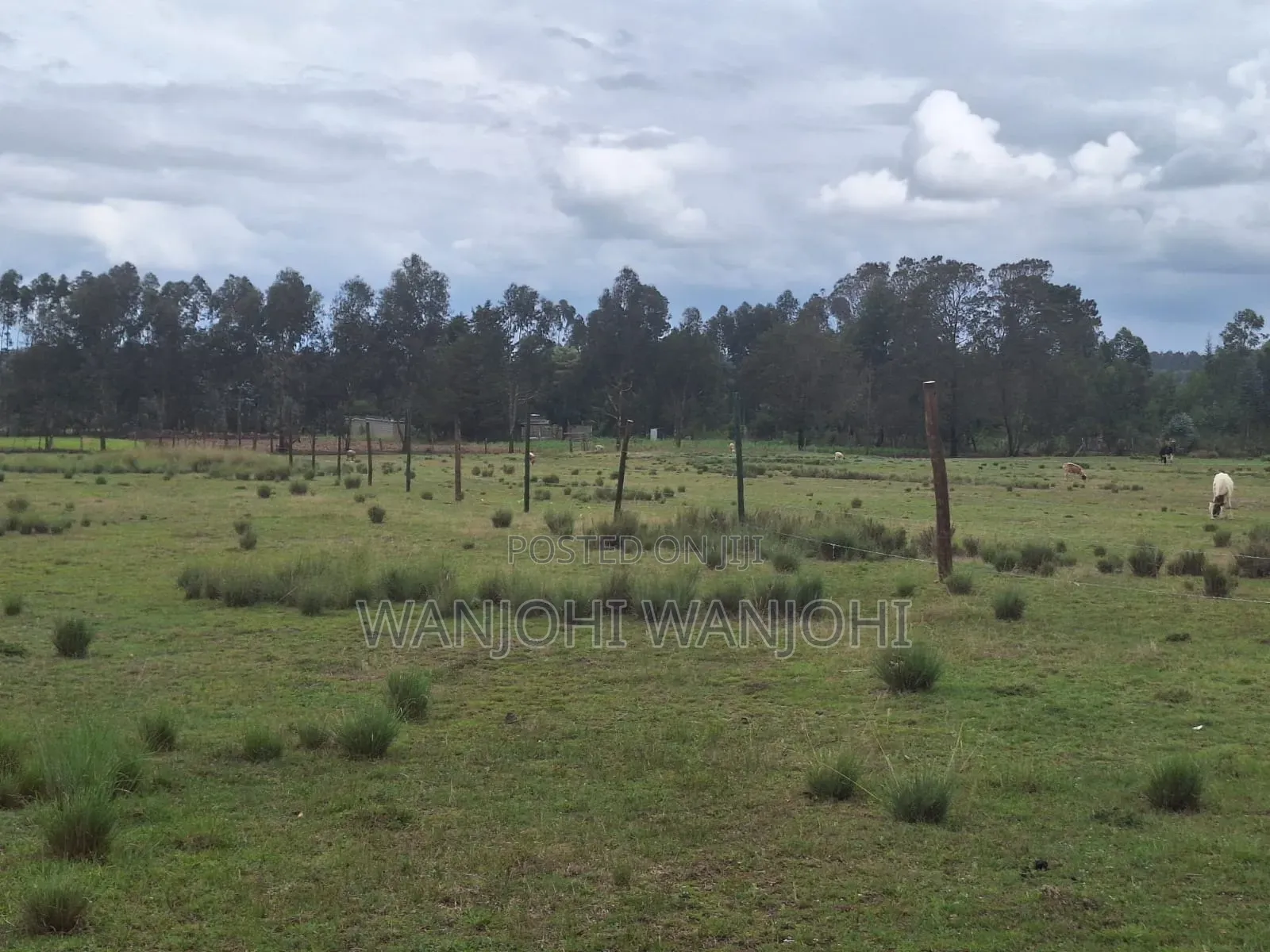 Leshau, Nyahururu Prime Plots in Igwamiti