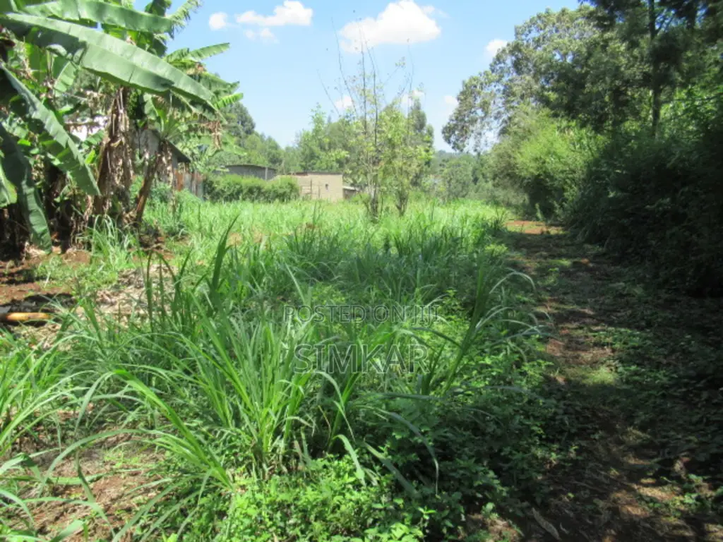 0.25-Acre Plot for Sale in Ruaka - Gacharage Junction Area in Ruaka