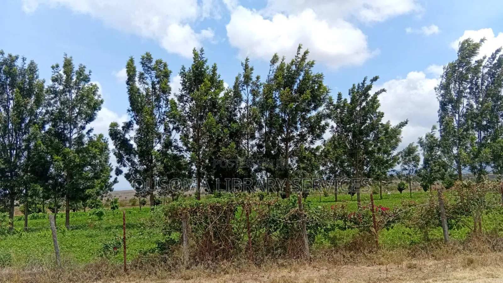 3-Acre Goldmine in Kinanie Kwamboo Area – Kshs. 2.1m Per Acre Only! in Kinanie