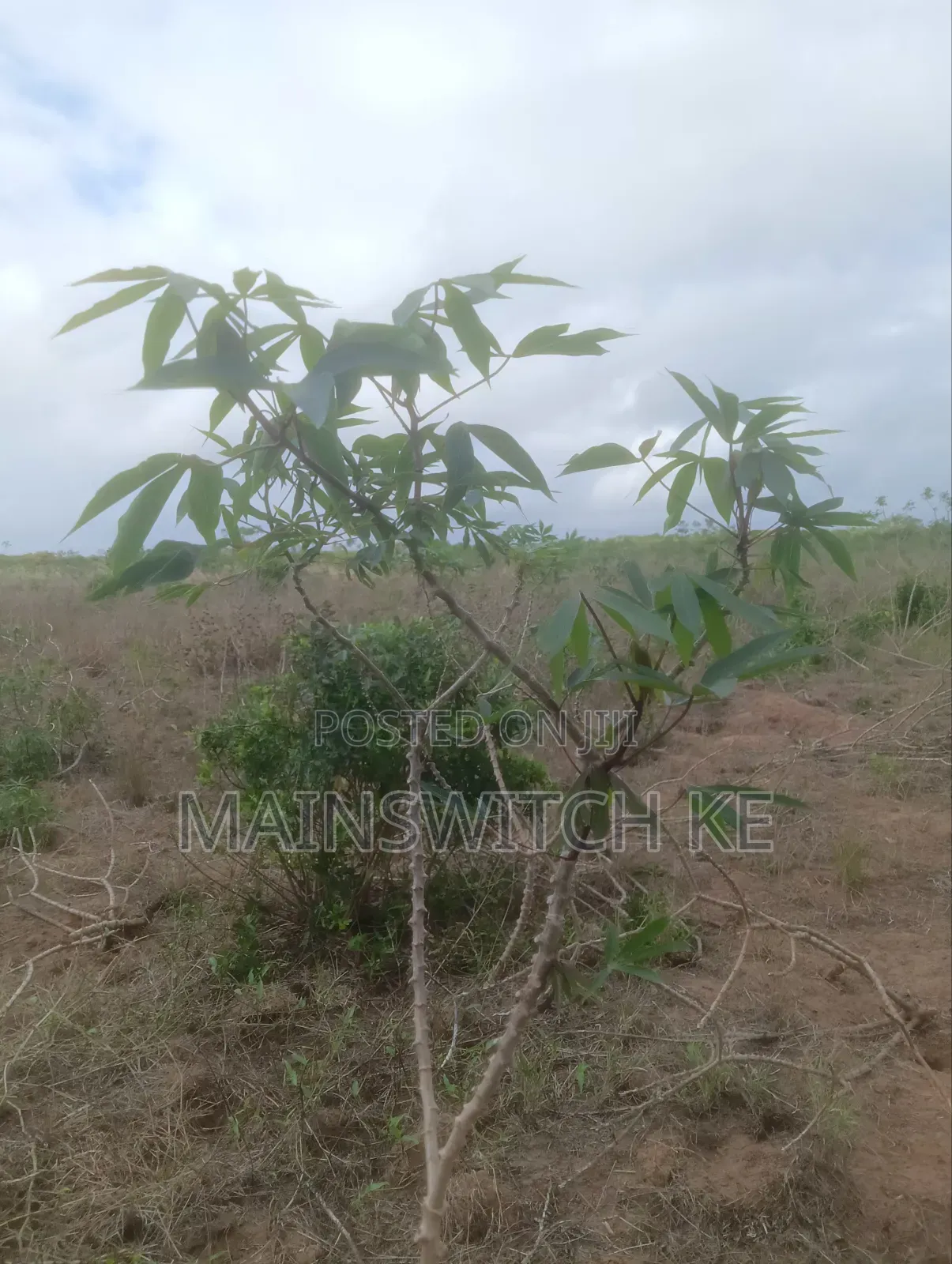 Prime 40-Acres Block in Marafa