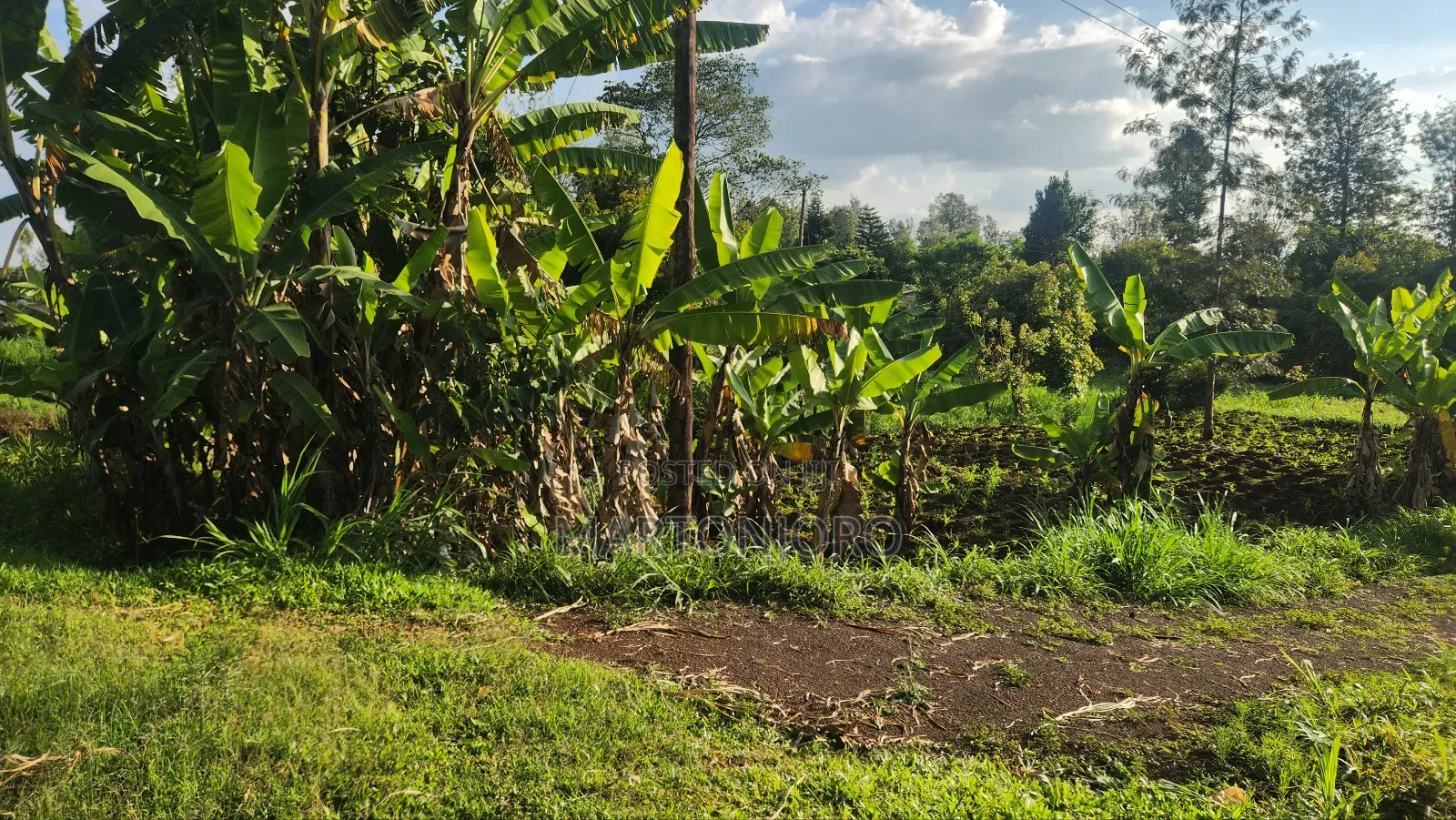 Kiamwangi Ngeda Gatundu South in Kiamwangi