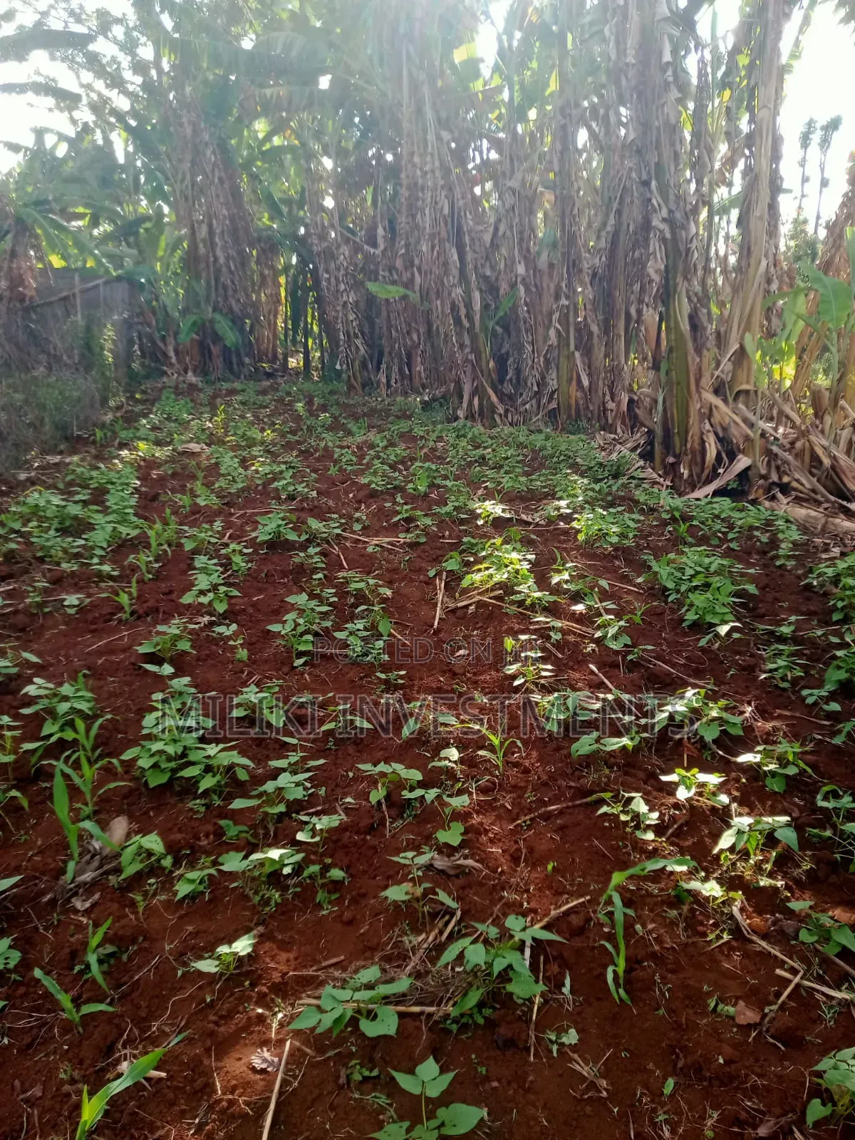 5 Acres on Sale Ta Kamahuha in Makuyu