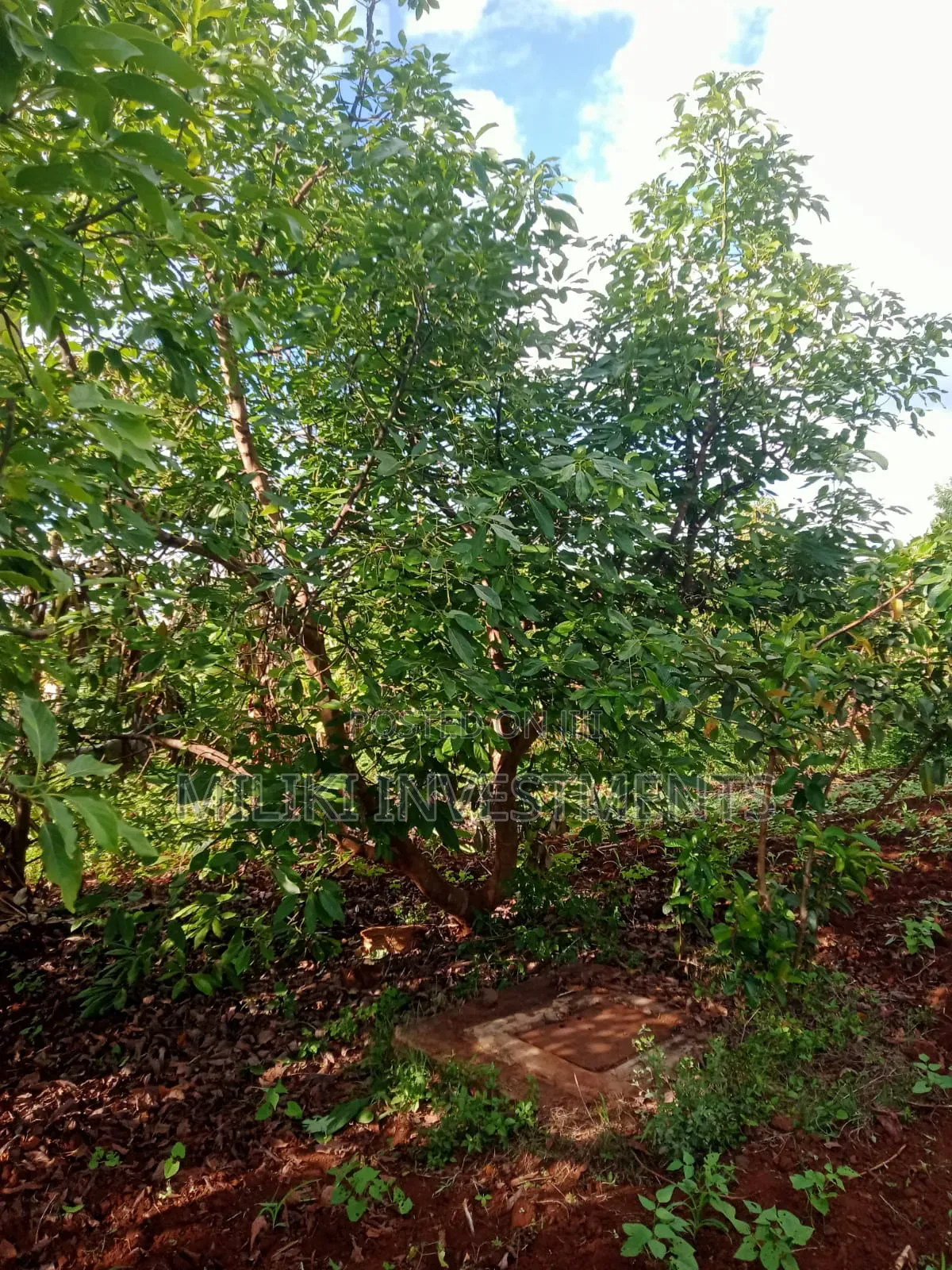 5 Acres on Sale Ta Kamahuha in Makuyu
